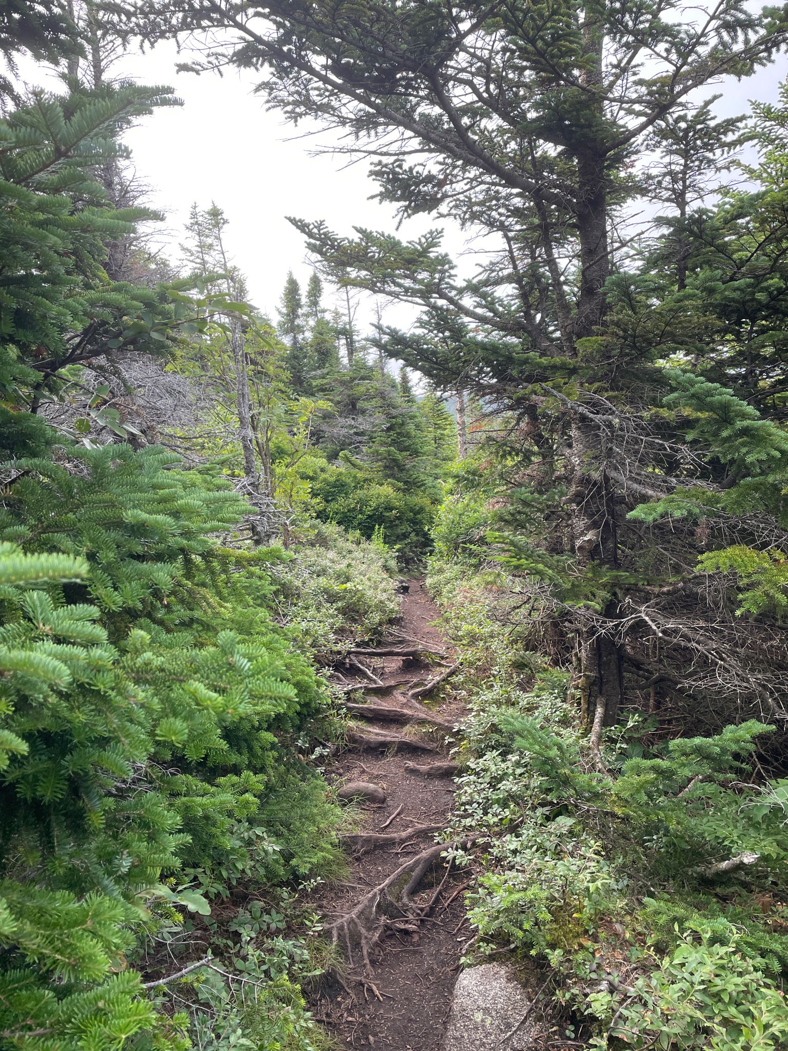 A narrow, root-filled dirt trail winding through a dense evergreen forest. - Sugarloaf Mountain via Appalachian Trail