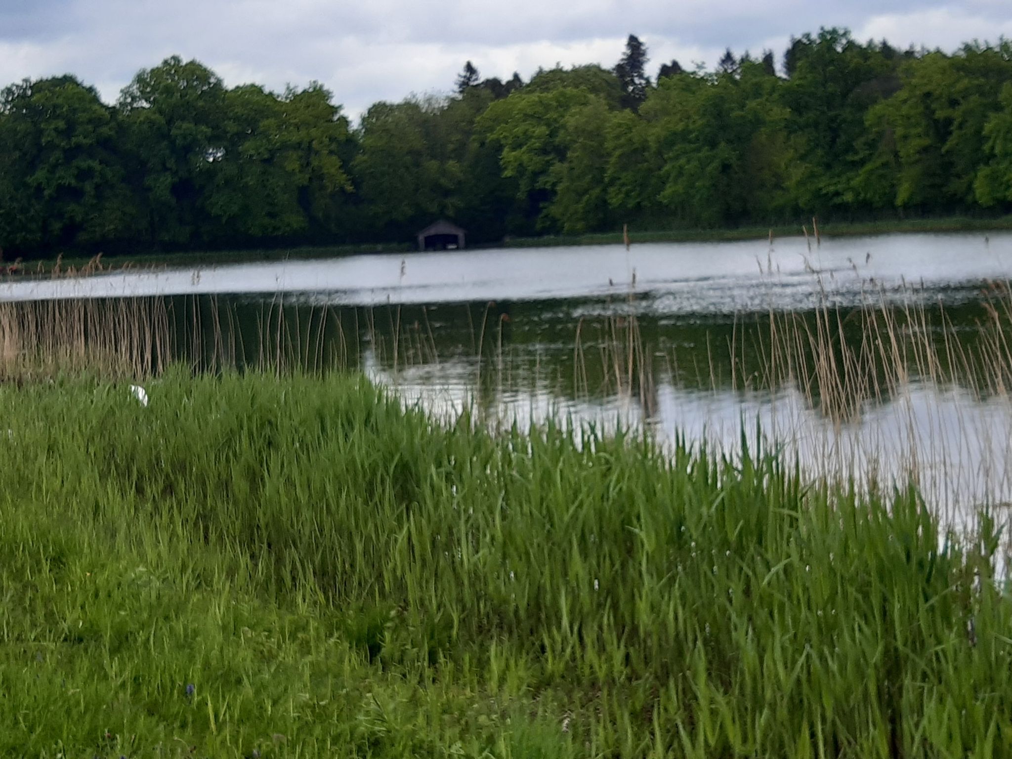 Emmerzer Weiher