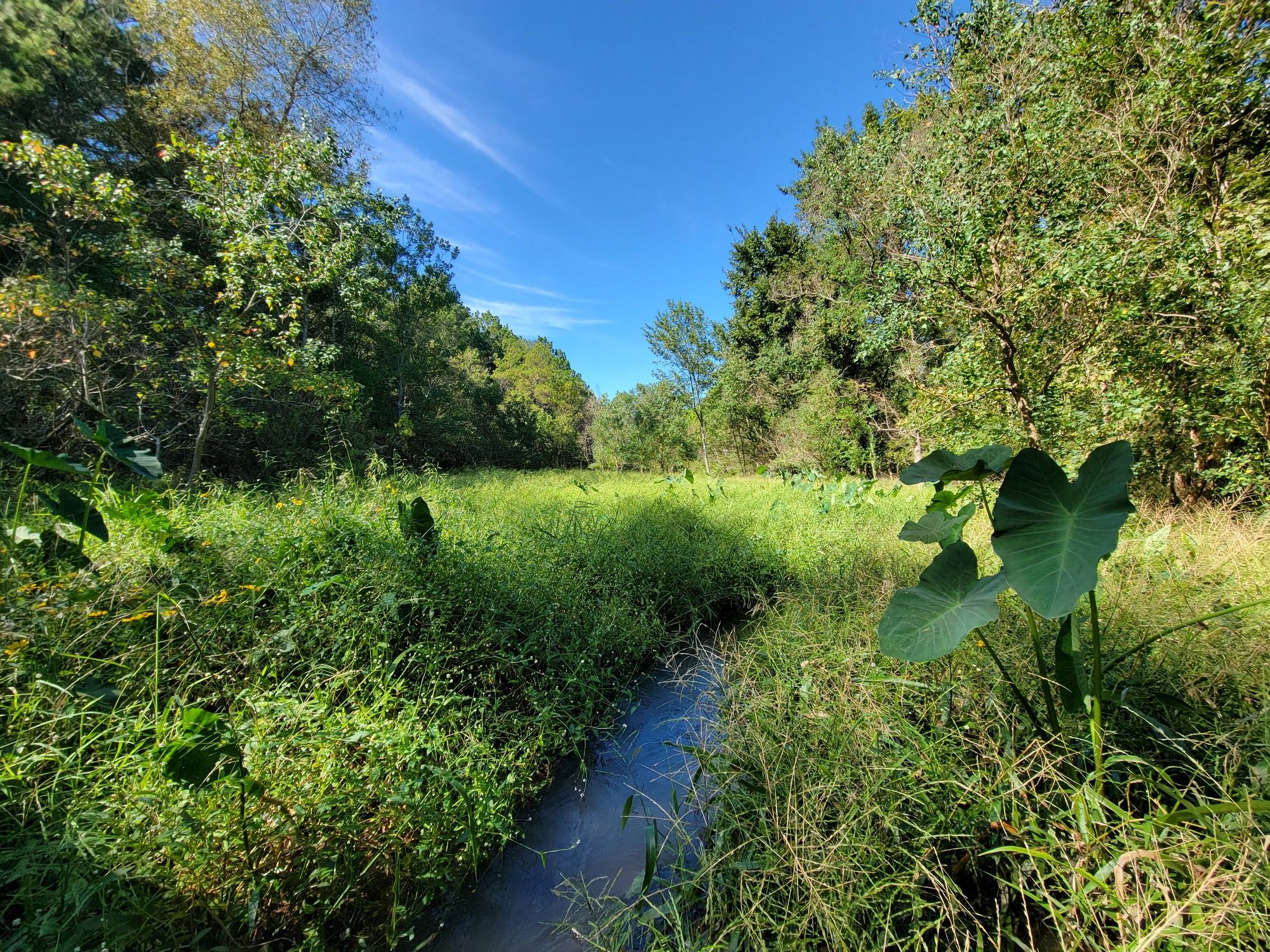 A narrow stream winds through a vibrant green, overgrown field under a blue sky. - Huntsville State Park Trails – Nature Center loop from Huntsville State Park