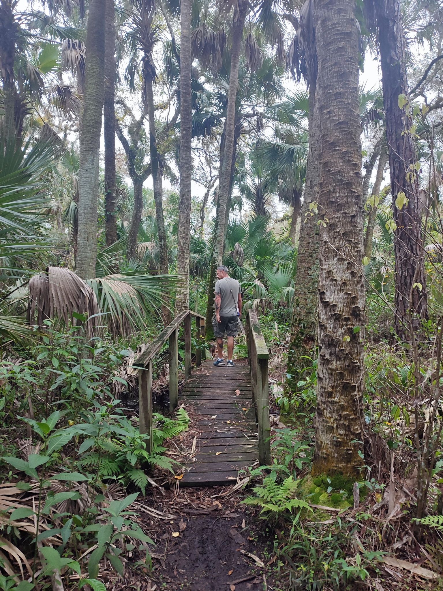 A man walks on a wooden boardwalk through a dense, lush palm forest. - CREW Marsh Trail