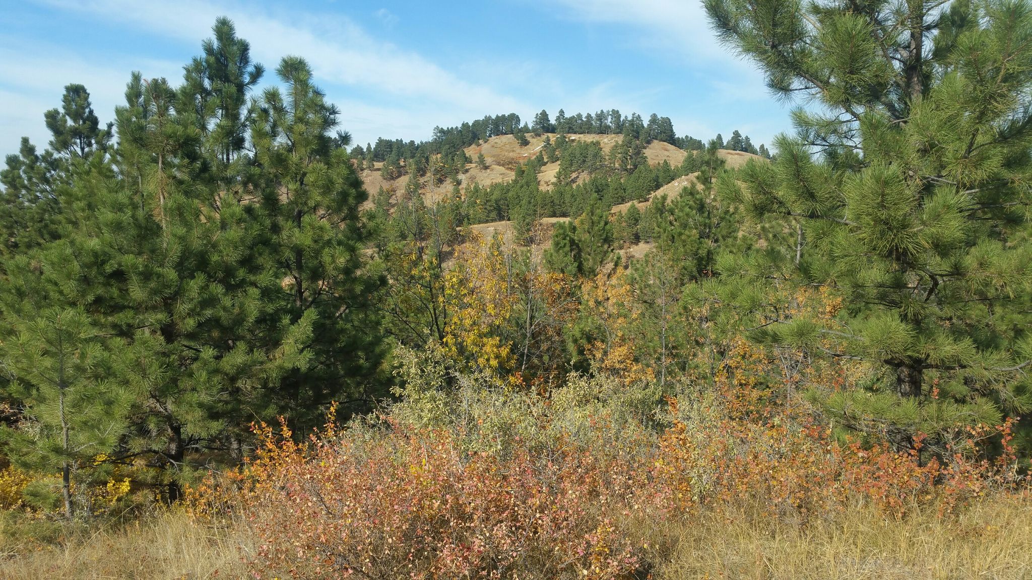 Sunny hillside with green pines and vibrant autumn bushes under a blue sky. - Twisted Fun and Blue Steak Trail Loop