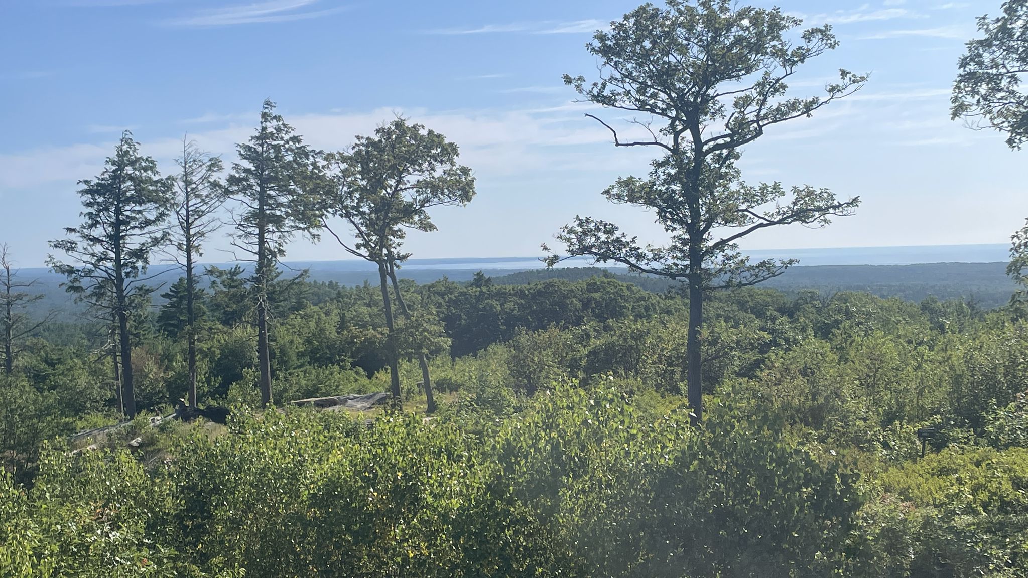 Tall trees stand above a vast green forest under a bright sky. - Cedar, Vulture's View, Sweet Fern, and Goose Foot Trail Loop