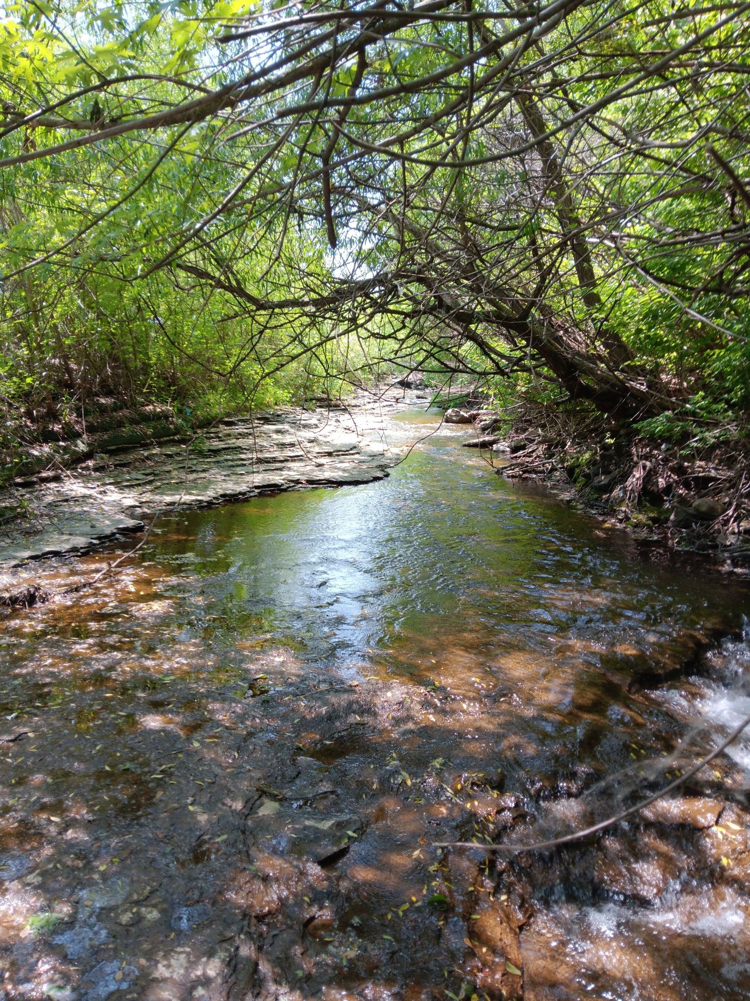 A narrow stream flows through a dense, sunlit forest with green foliage. - Frontier Park – Cascade Creek loop from LECOM Bayfront