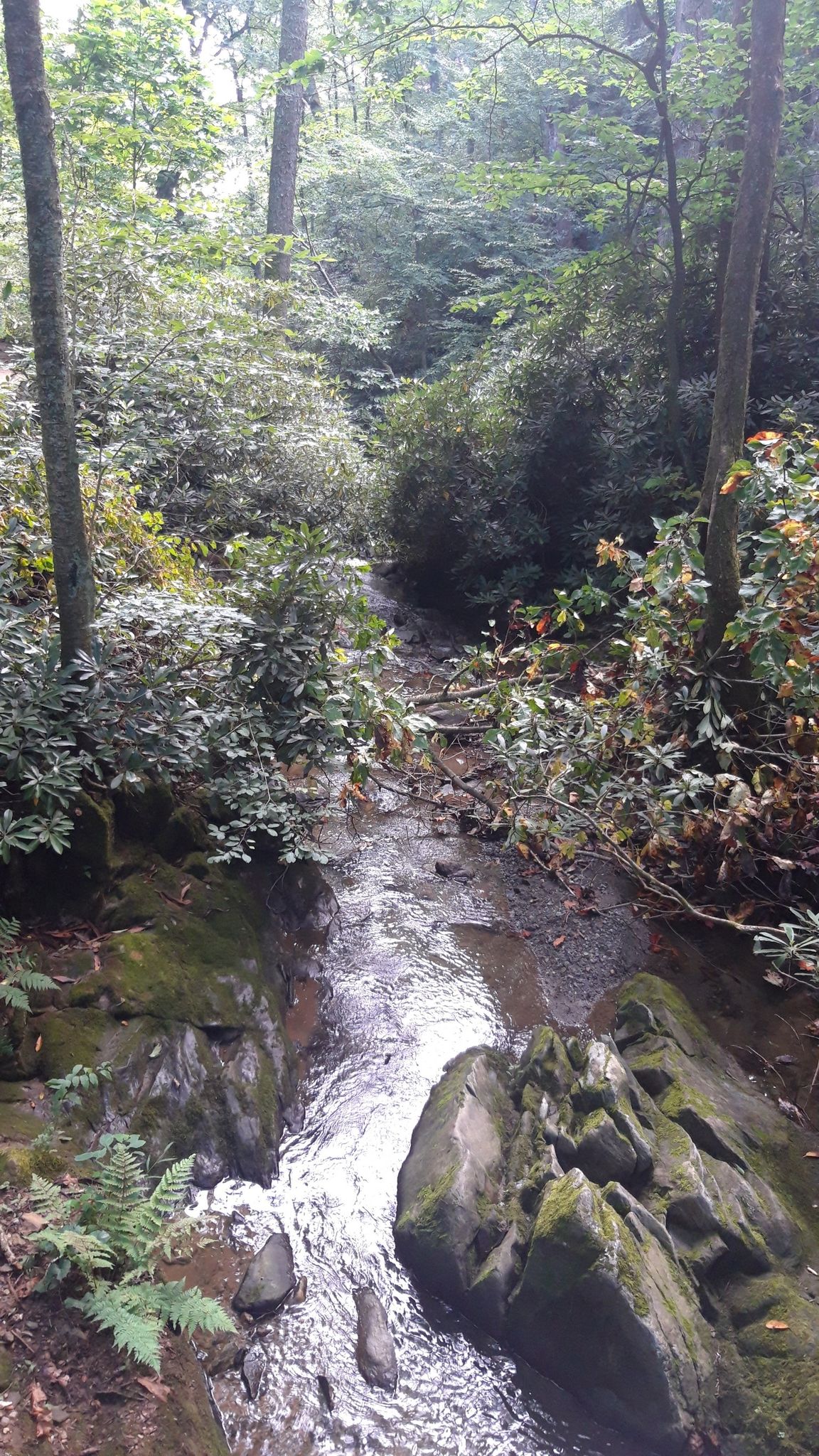 Narrow stream flows through a lush, green, rocky forest. - Glen Burney Trail