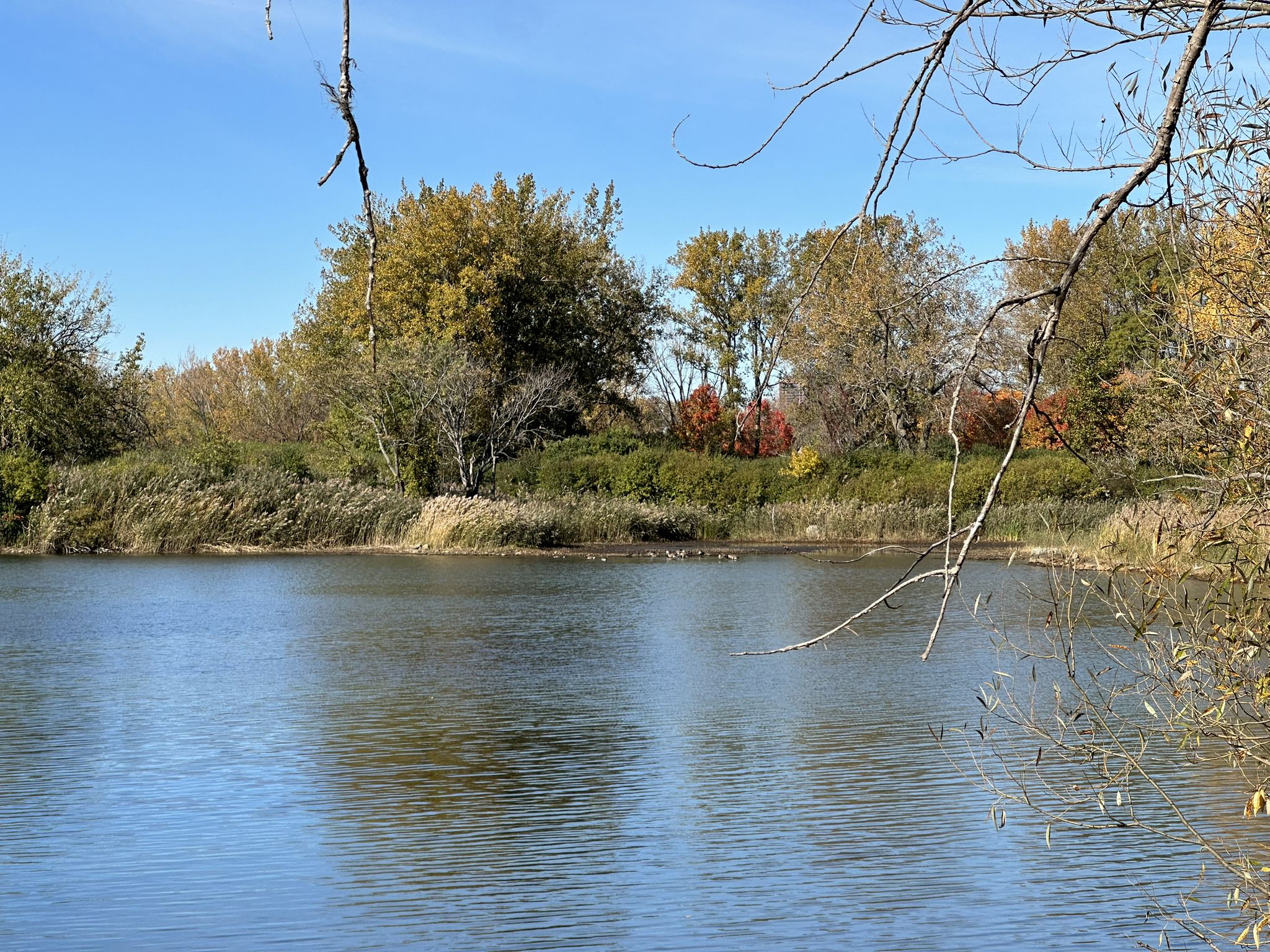 Calm water reflecting autumn trees under a bright blue sky. - Tiff Nature Preserve loop