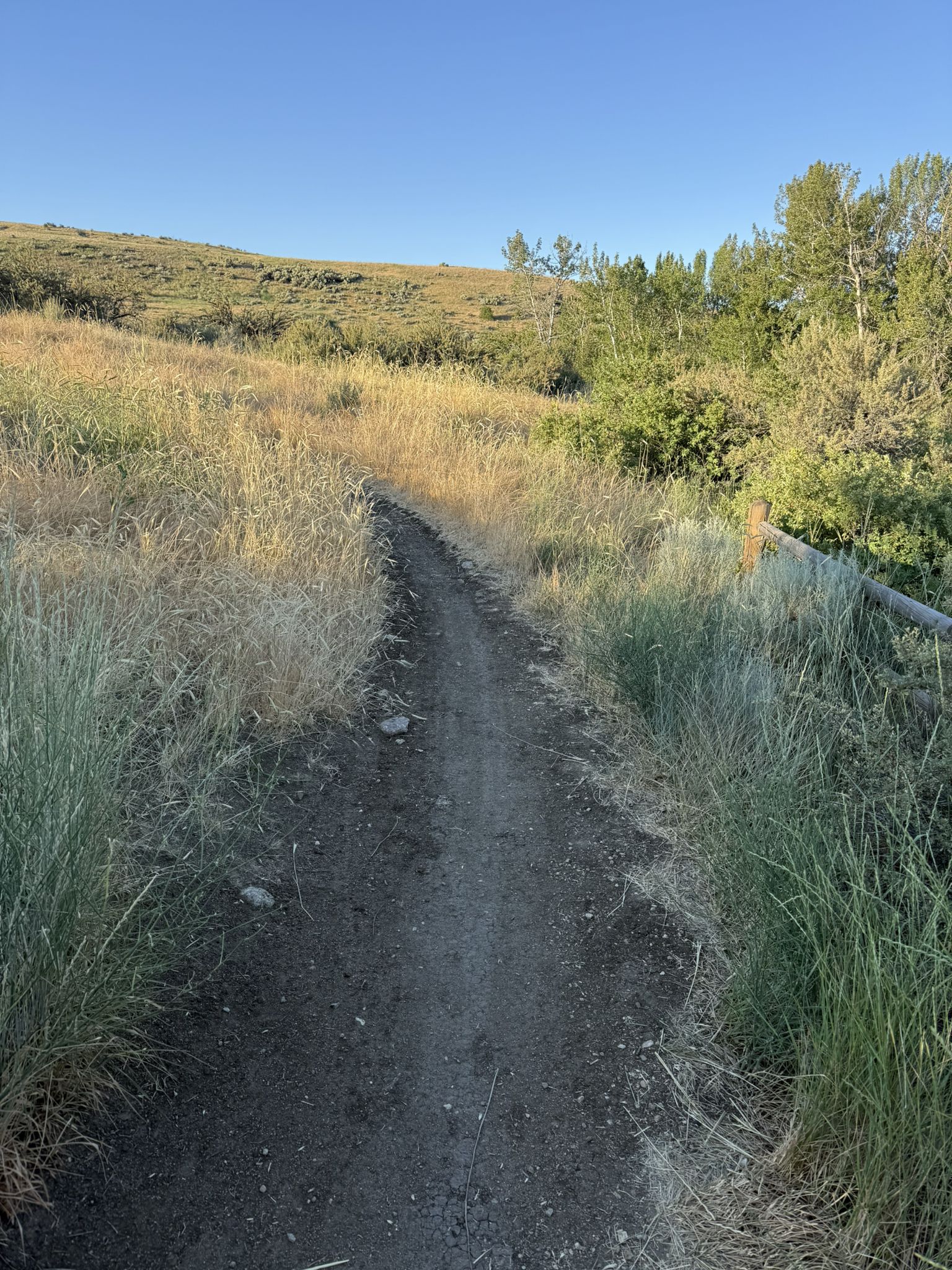 Narrow dirt trail through tall grass and trees in golden light. - Three Bears and Two Point Trails Loop