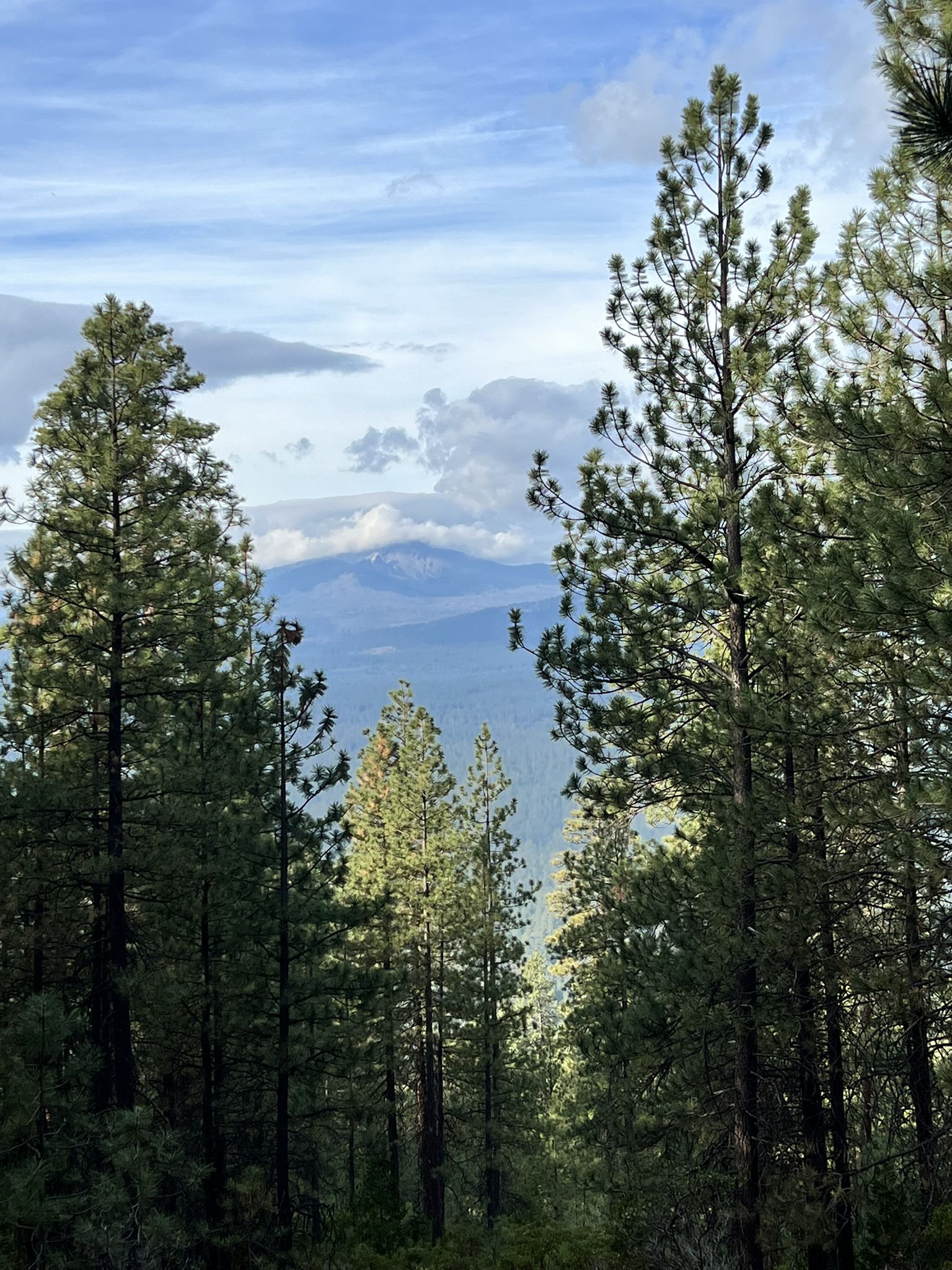 Tall pine trees frame a distant mountain range under a cloudy sky. - Fir Trail and Pine Trail Loop from South Trailhead