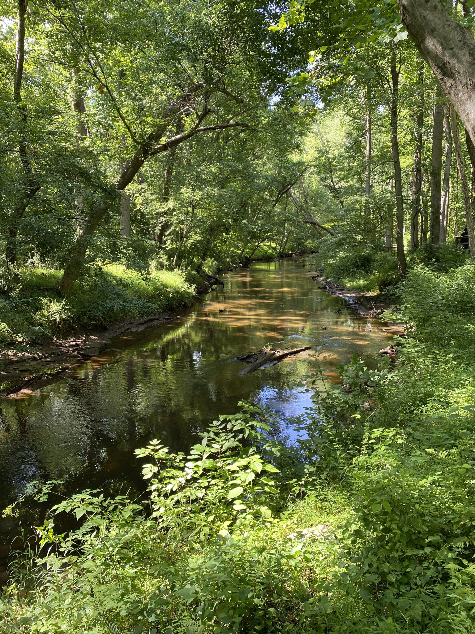 A winding river flows through a vibrant, sunlit green forest. - Rock Creek Trail – Rock Creek Trail loop from Aspen Hill