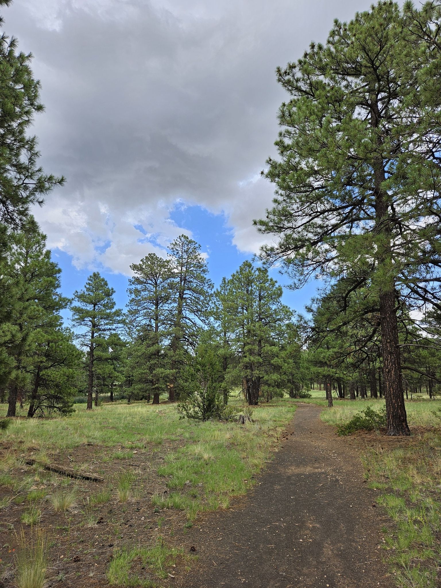 Dirt path through a pine forest under a partly cloudy sky. - Tom Moody Loop Trail