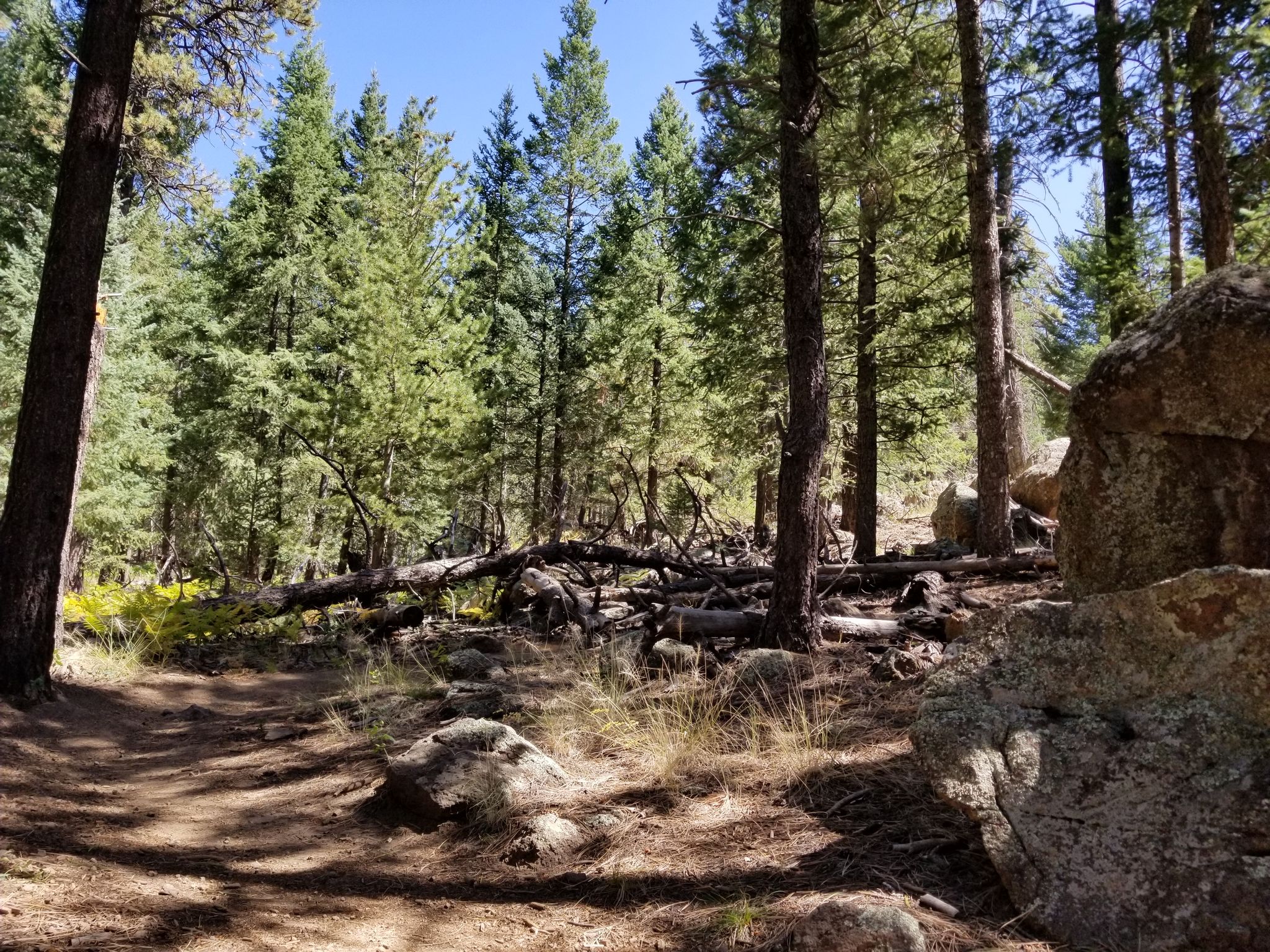 Forest floor with fallen logs, large rocks, and dense pine trees. - Arizona Trail-San Francisco Peaks