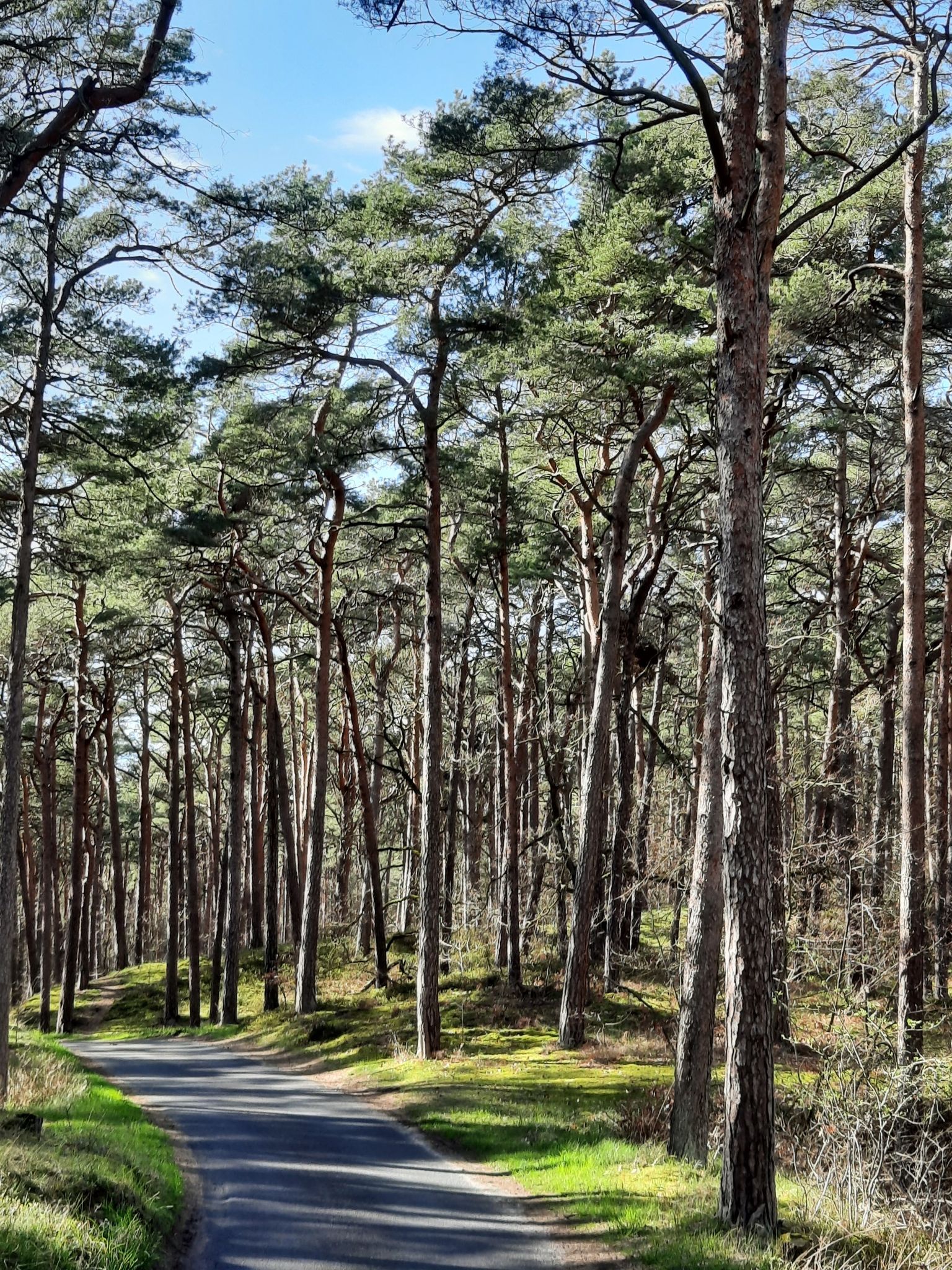 Durch den Wald