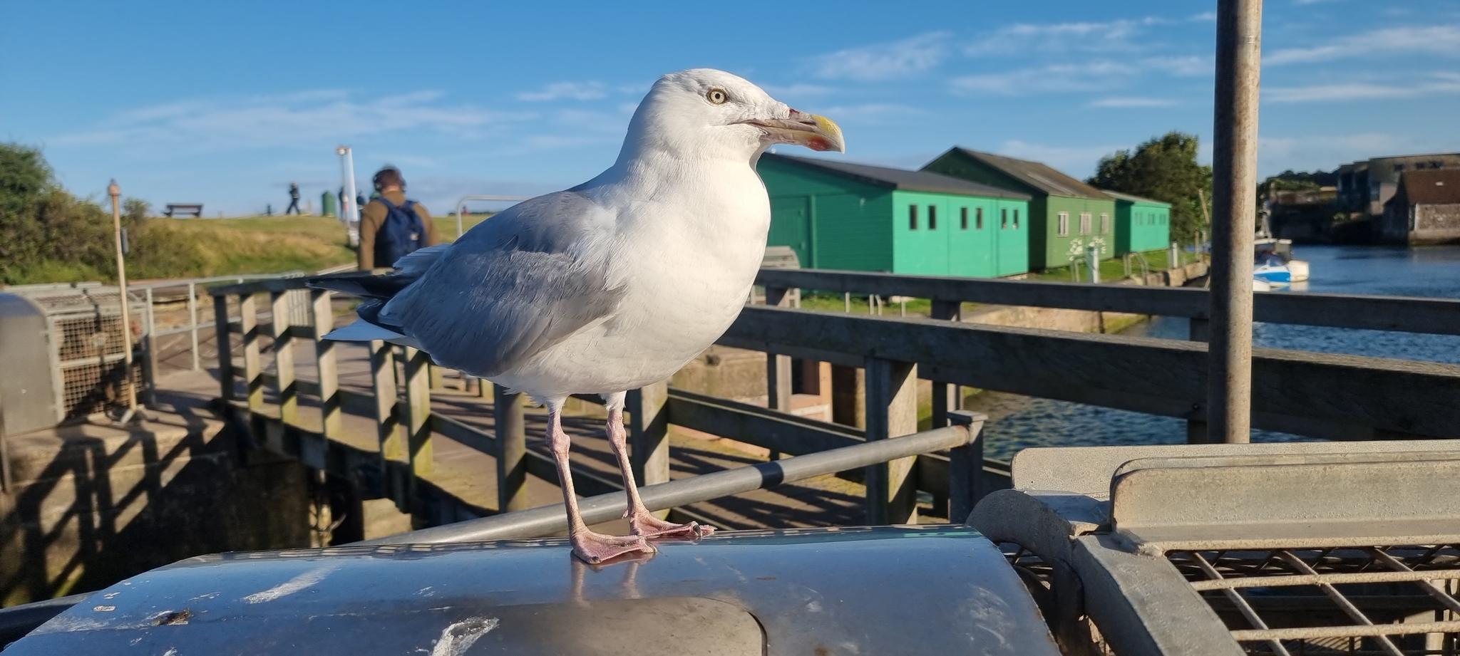 Schottland Dartscheibe Surround - Offiziell Lizenziertes St Andrews Cross Design