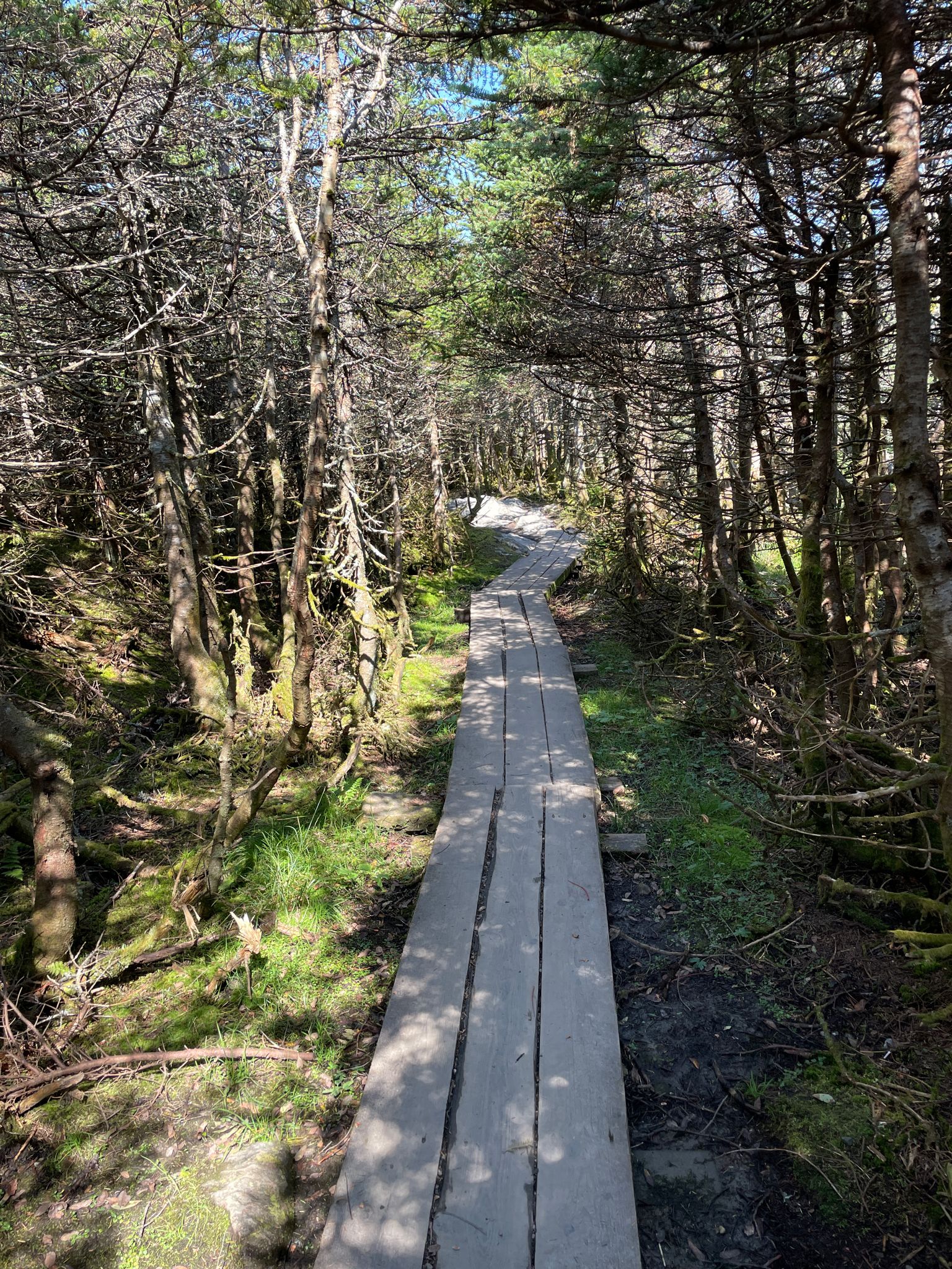 Wooden boardwalk path winding through a dense, sun-dappled evergreen forest. - Mount Mansfield Natural Area loop from Mount Mansfield Natural Area