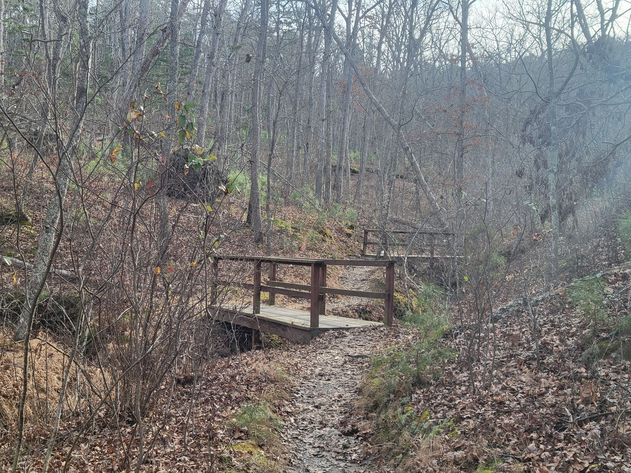 A dirt path leading to two wooden bridges in a bare winter forest. - Trail Through Time