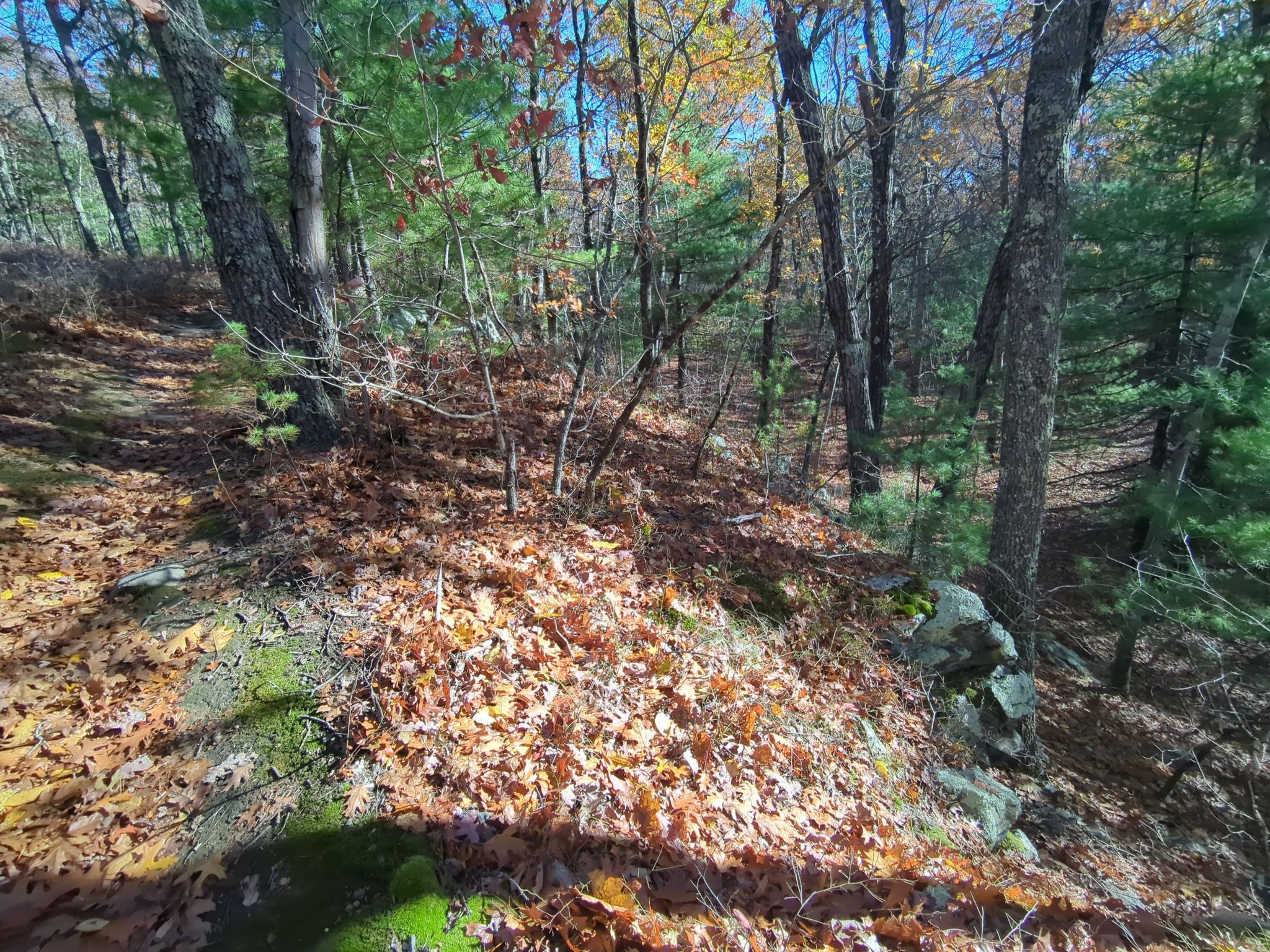 Sunlit forest floor covered in autumn leaves and mossy rocks. - Noanet Peak Lookout – Naonnet Pond loop from Hale Reservation