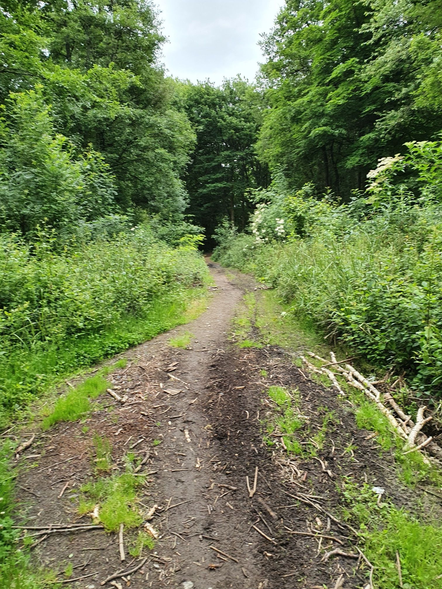 Bois de Sarrouilles