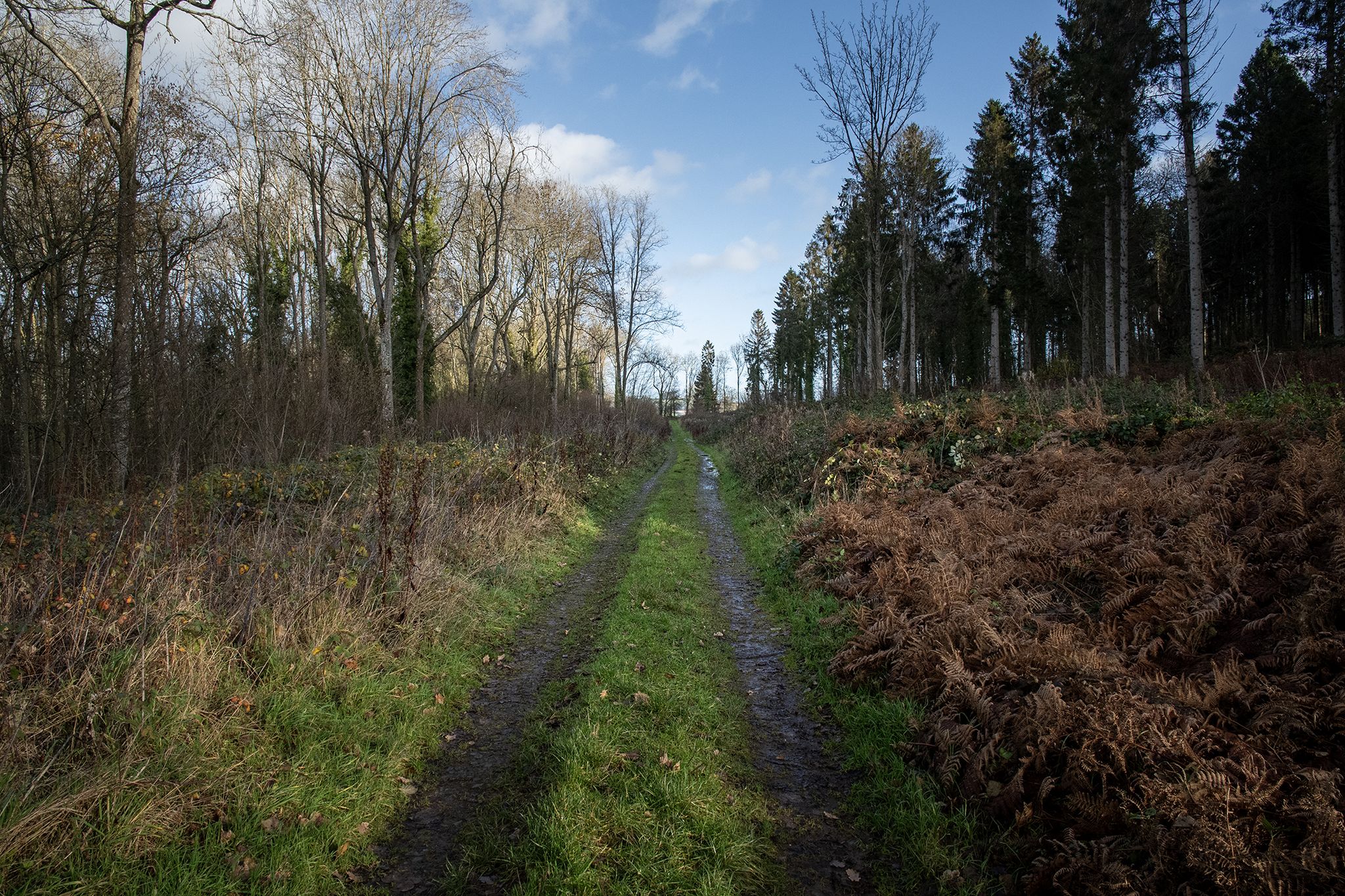 Mynde Park forest track