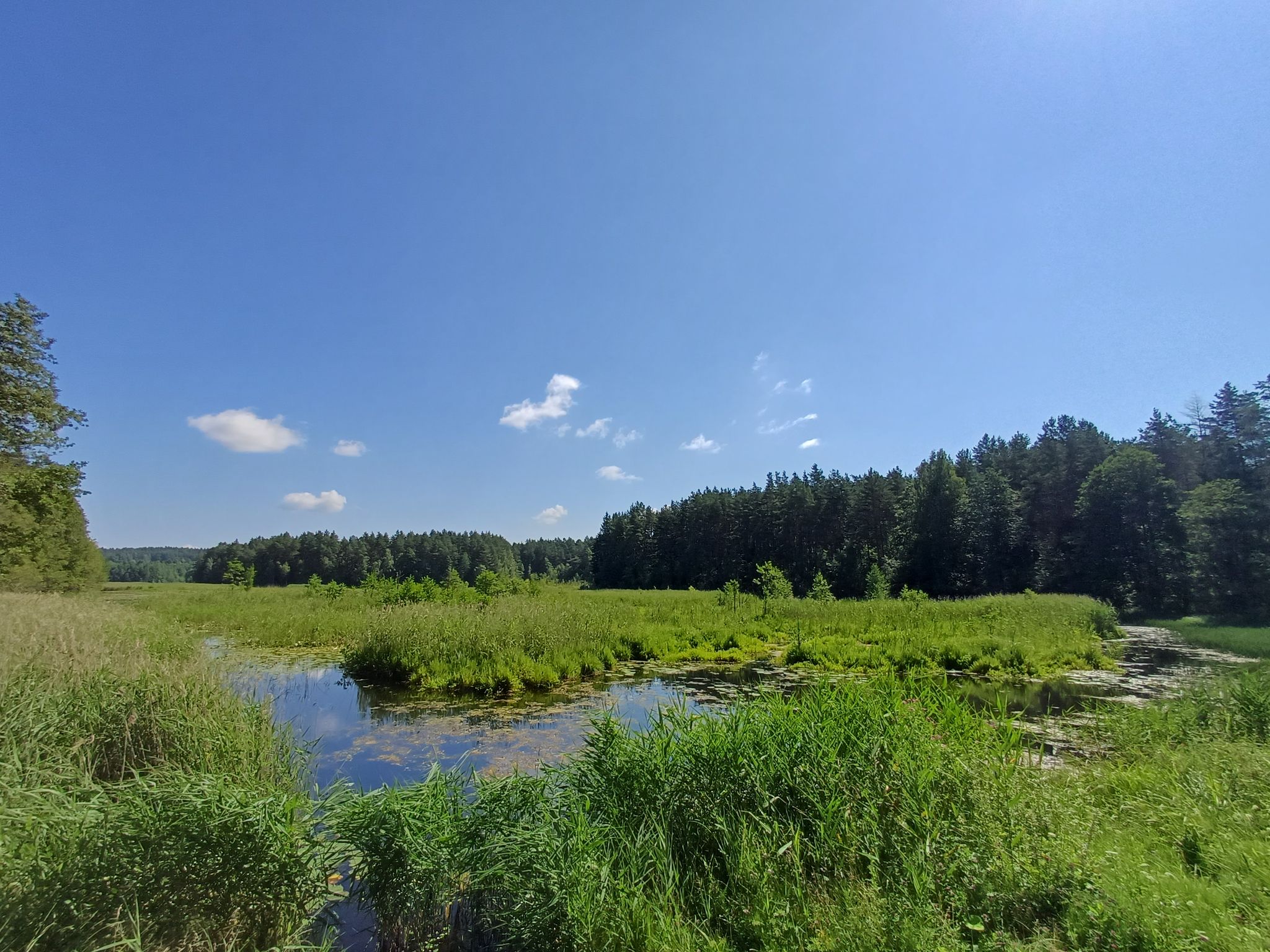 pelkė 
