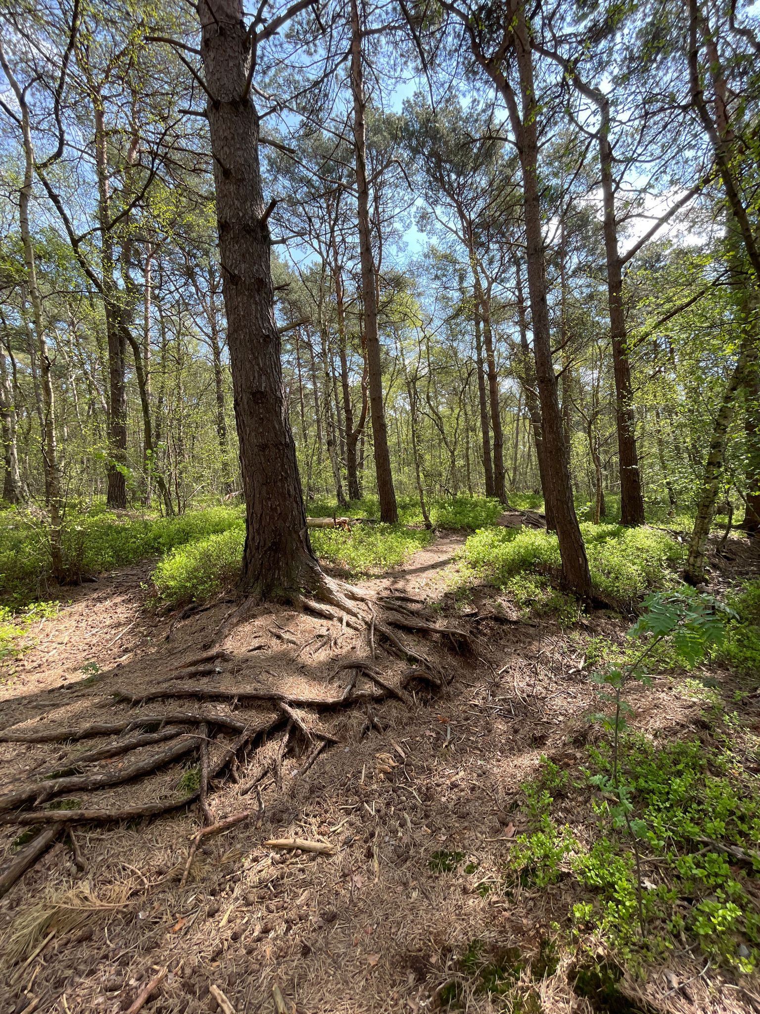 Oldhorster Moor