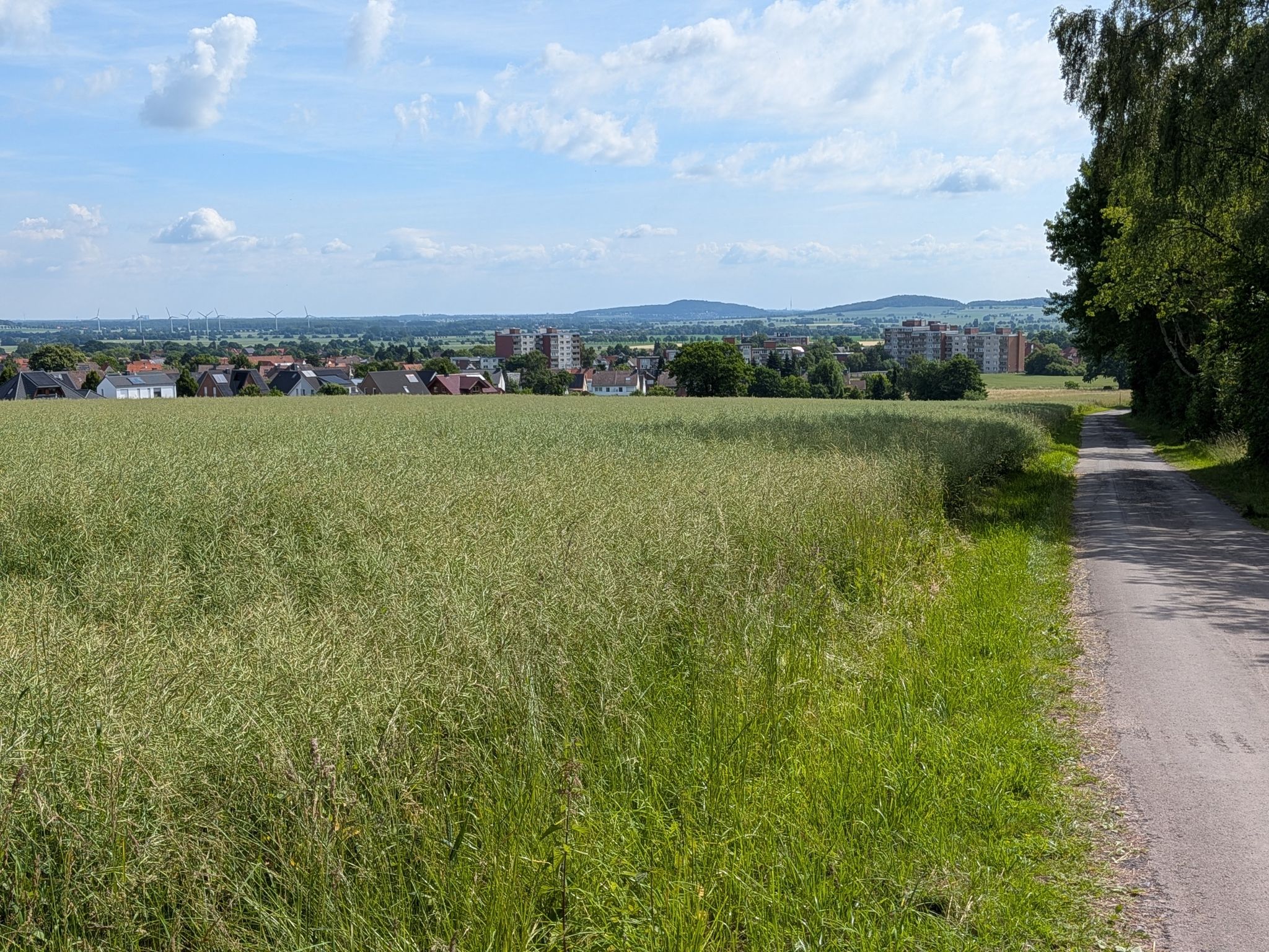 Blick über verblühten Raps nach Kirchdorf