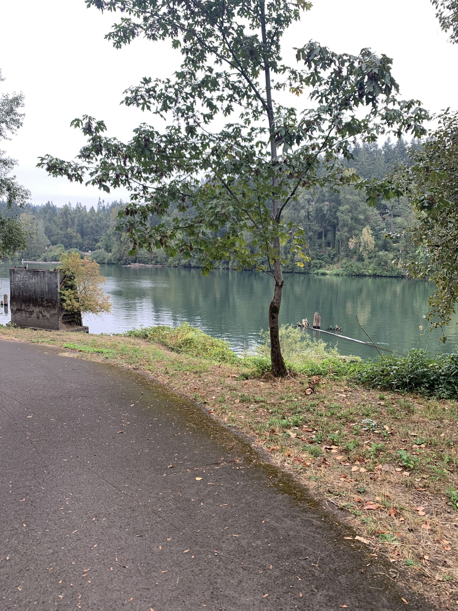 Paved path beside a calm river with a small tree on the bank. - Canby Logging Road Trail