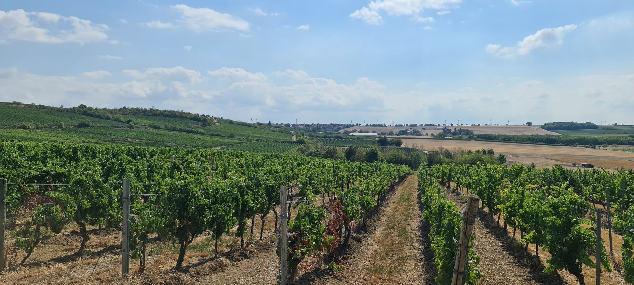 Weinolsheim