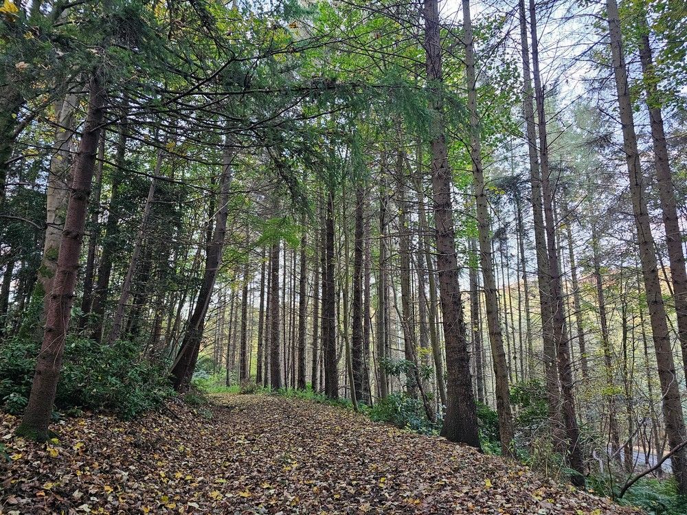 Path through Sunnybrae Plantation, approaching Oriel Road
