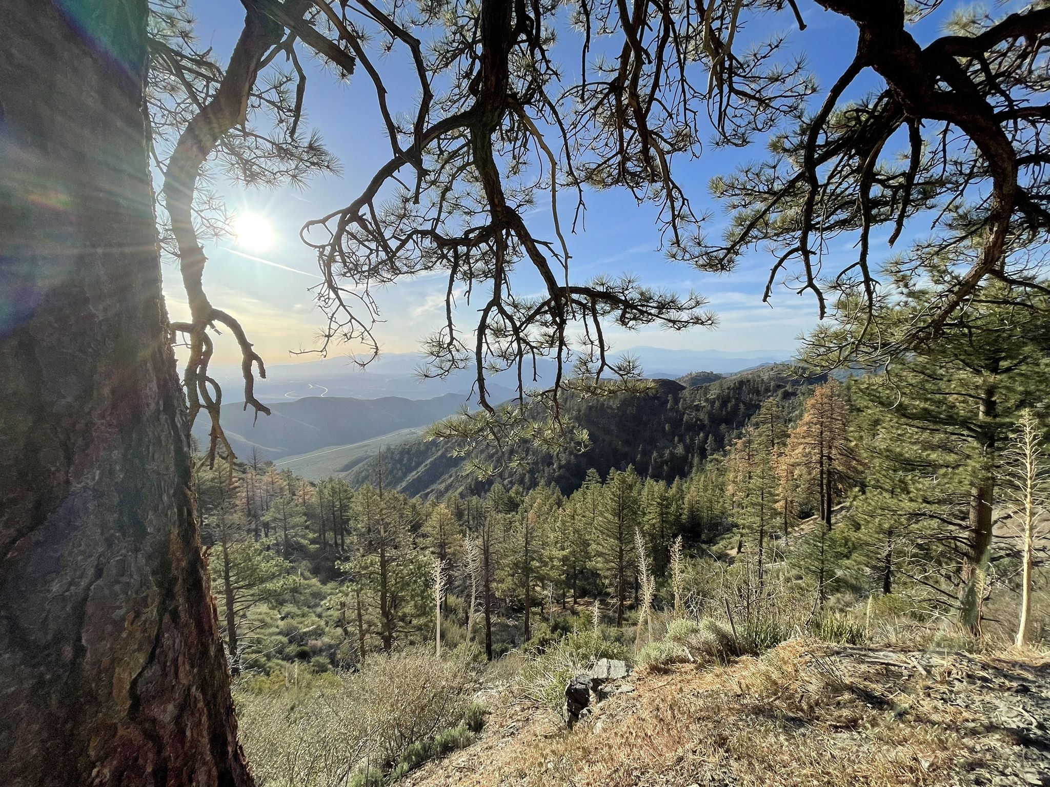 Sunlit mountain vista through tree branches, with distant hazy peaks. - Pacific Crest Trail - California Section D