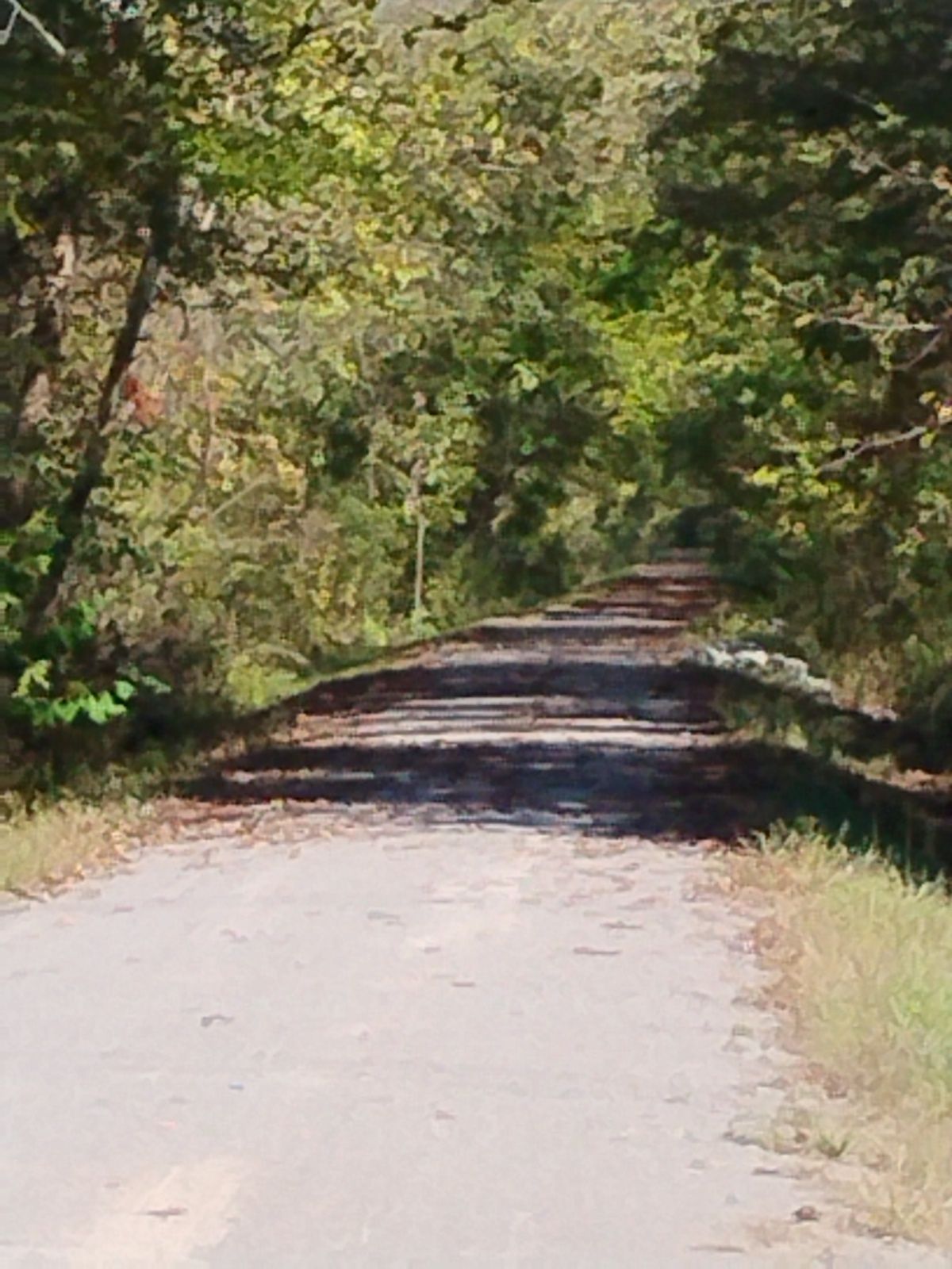 A sun-dappled dirt path winding through a dense green forest. - Tunnel Hill State Trail