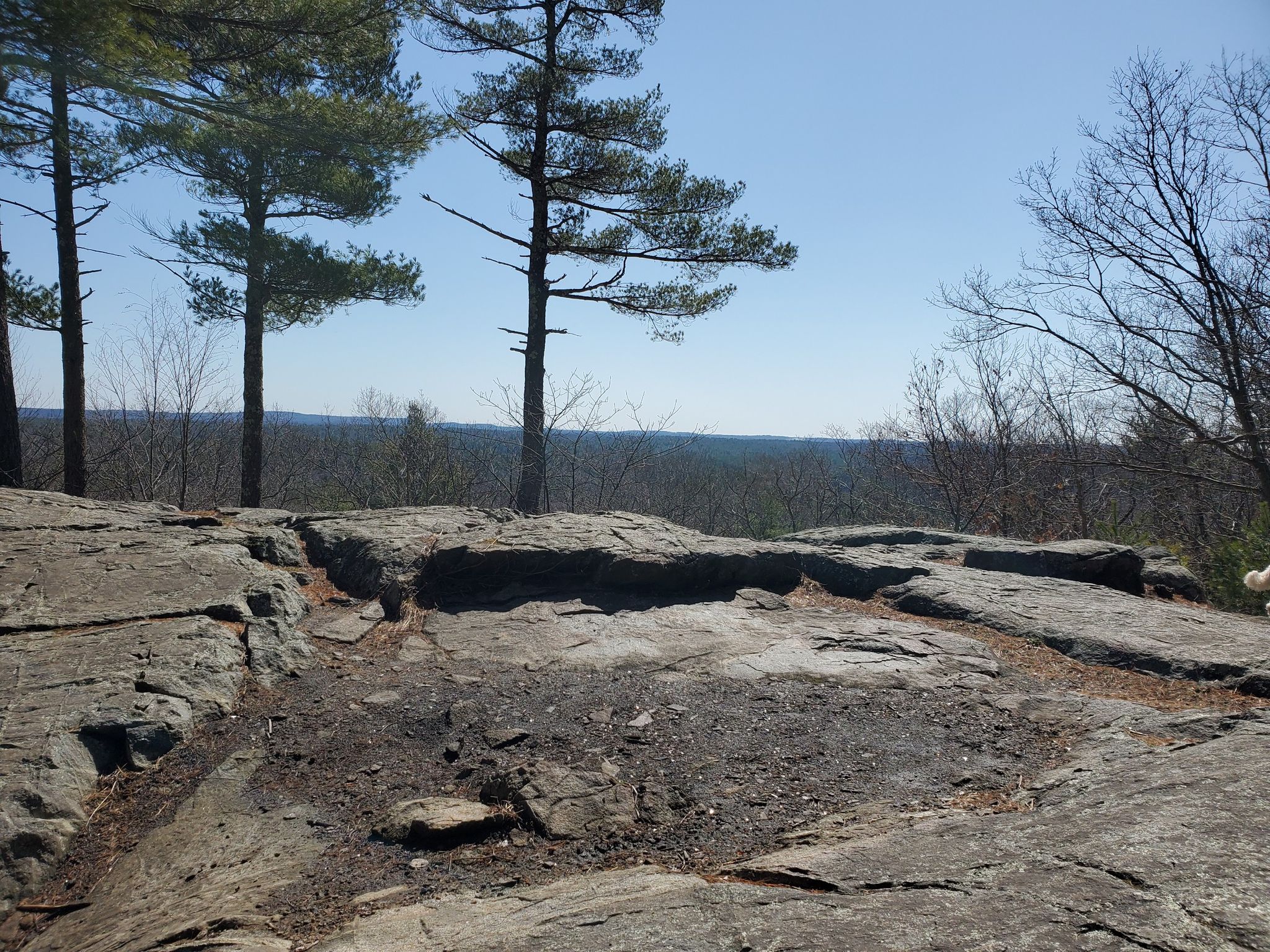 Rocky outcrop with pine trees overlooking a distant forest under bright sky. - Noon Hill Loop