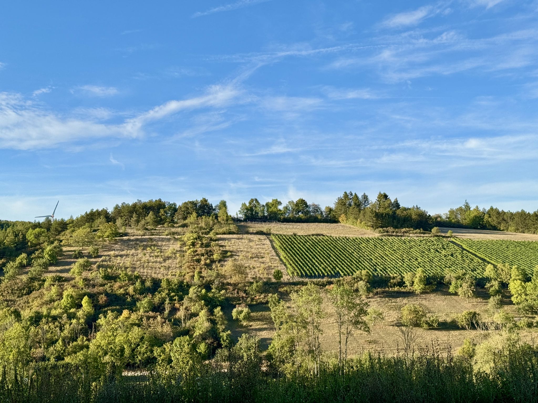Weinberge bei Lengenrieden