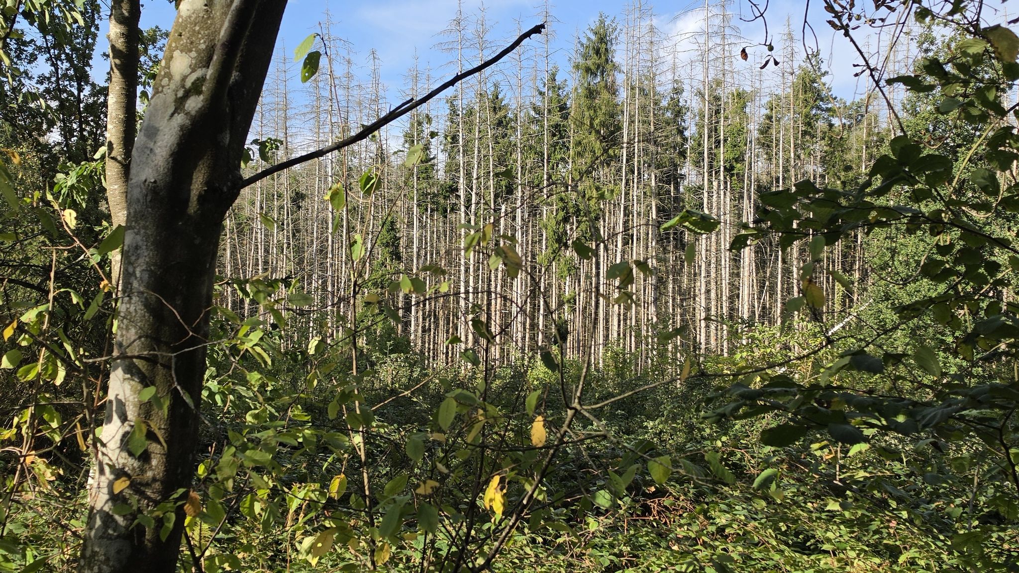 sterbender Wald