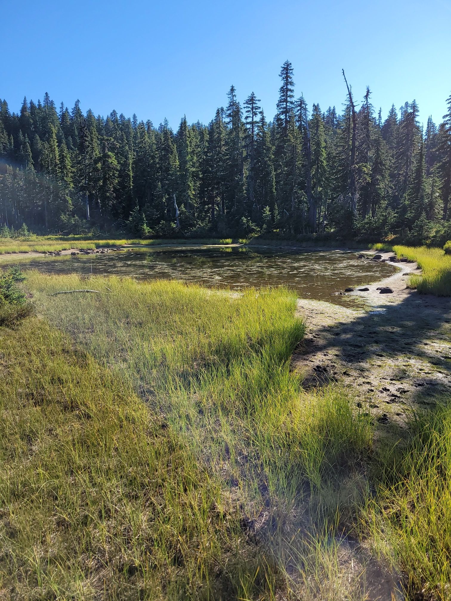 Tall green grass and marshland lead to a small, sunlit body of water. - Elk Lake and Blue Lake Loop