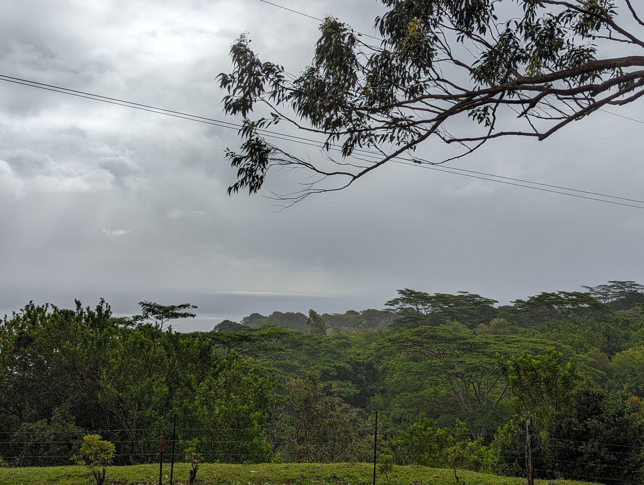 An overcast sky hangs over a dense green forest with a distant ocean horizon. - Waikamoi Ridge Trail