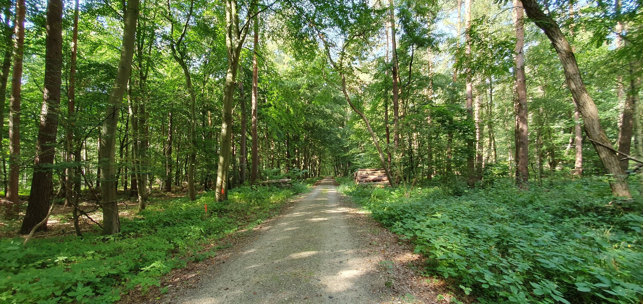 mitten im Haster Wald 🥰🌞