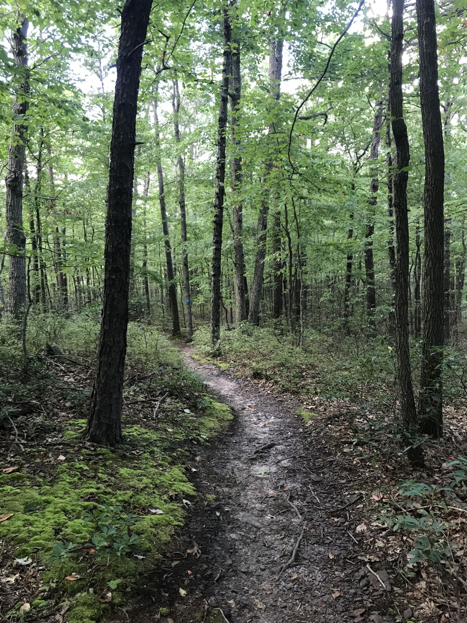 A winding dirt path through a dense, green forest with dappled light. - North Fork Mountain Trail to Chimney Top