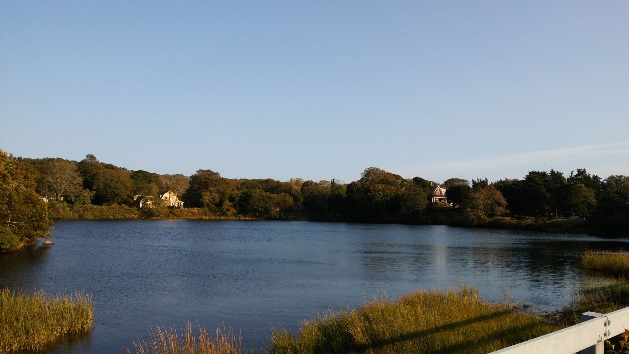 Calm water reflecting golden light, surrounded by trees and distant houses. - Quahog Pond – Salt Pond Acres Wildlife Area loop from Falmouth