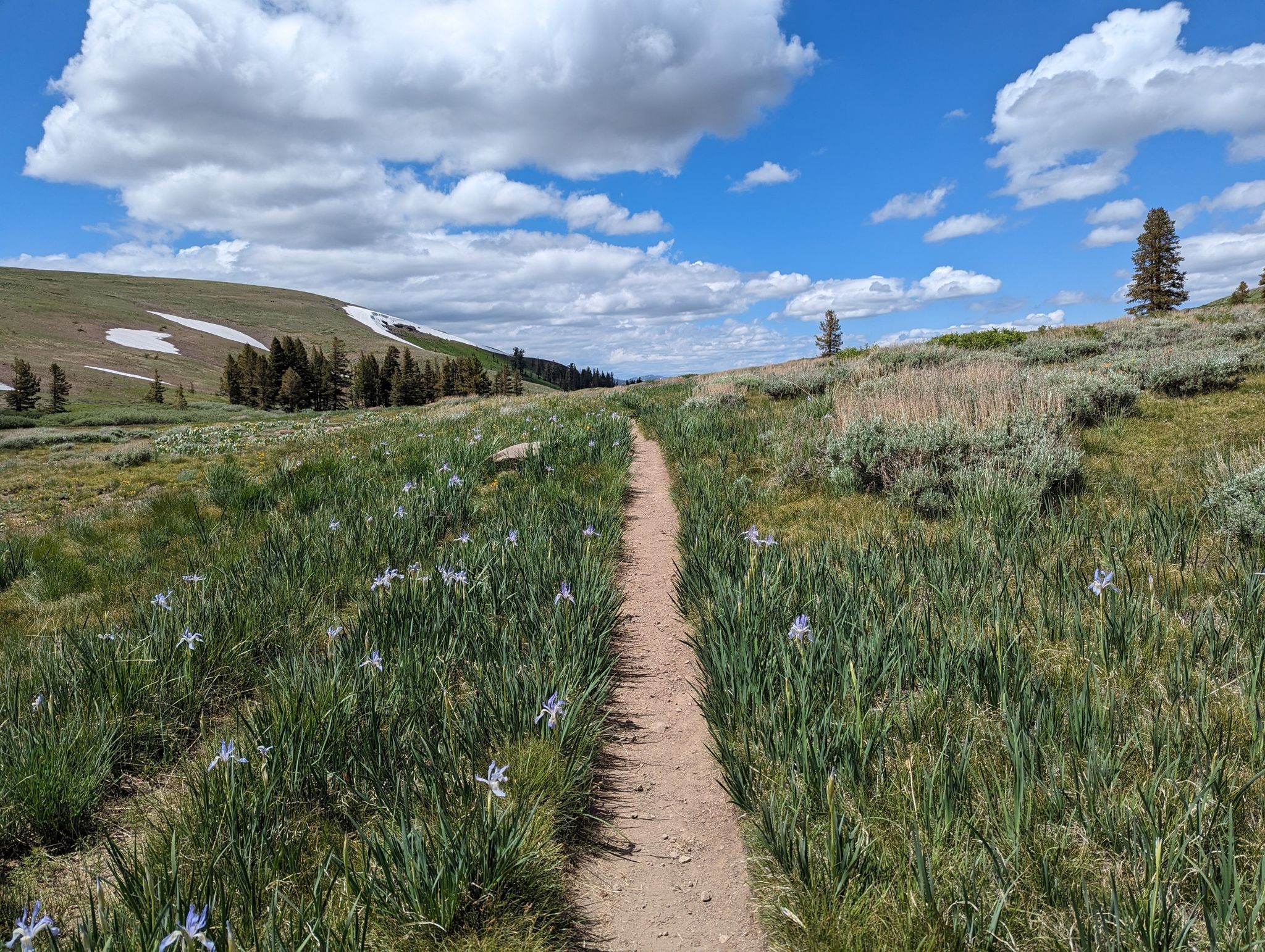 A dirt path through a grassy field with small flowers under a bright, cloudy sky. - Showers Lake via the PCT