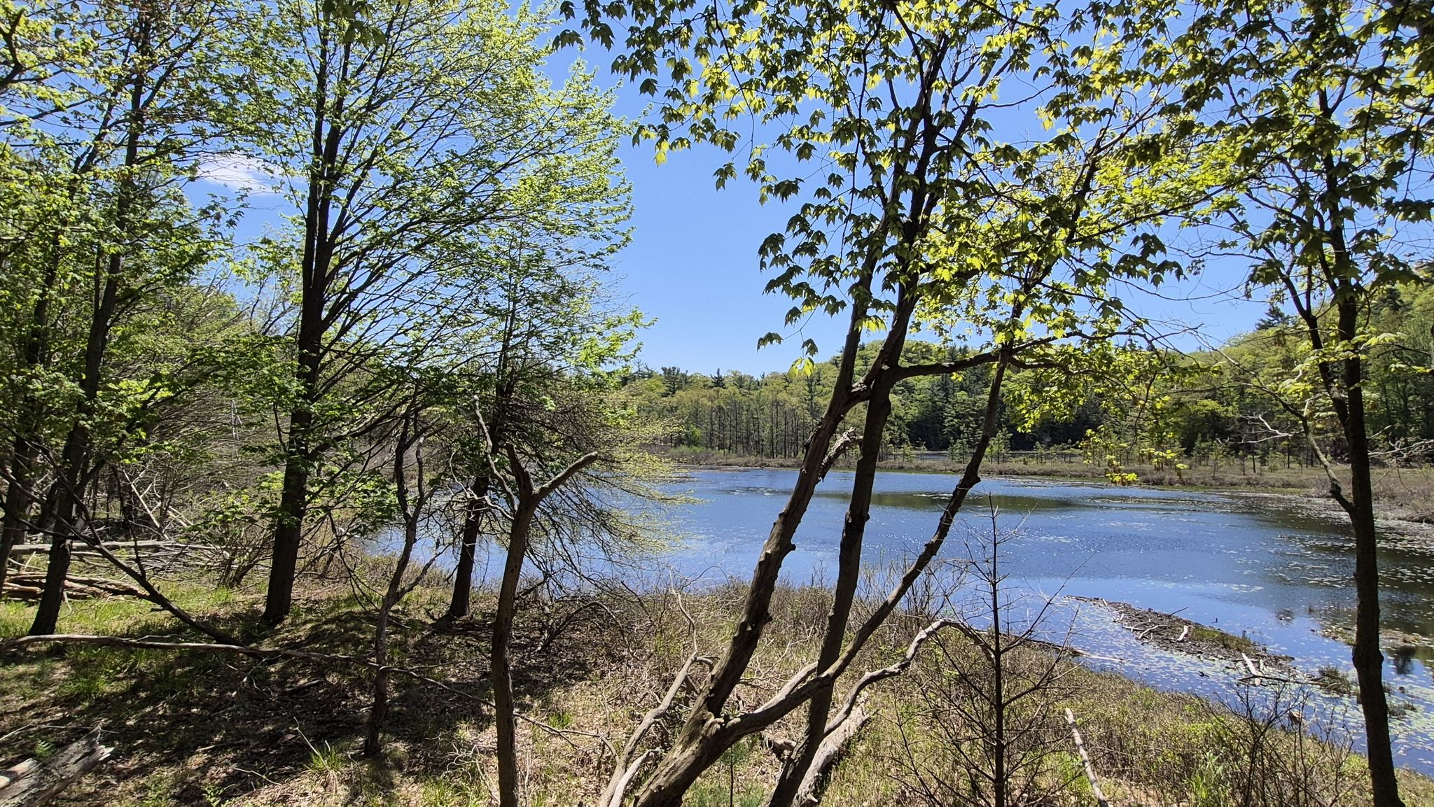 Elevated view of a pond surrounded by trees with fresh green leaves. - Lost Lake Overlook loop from Camp Office