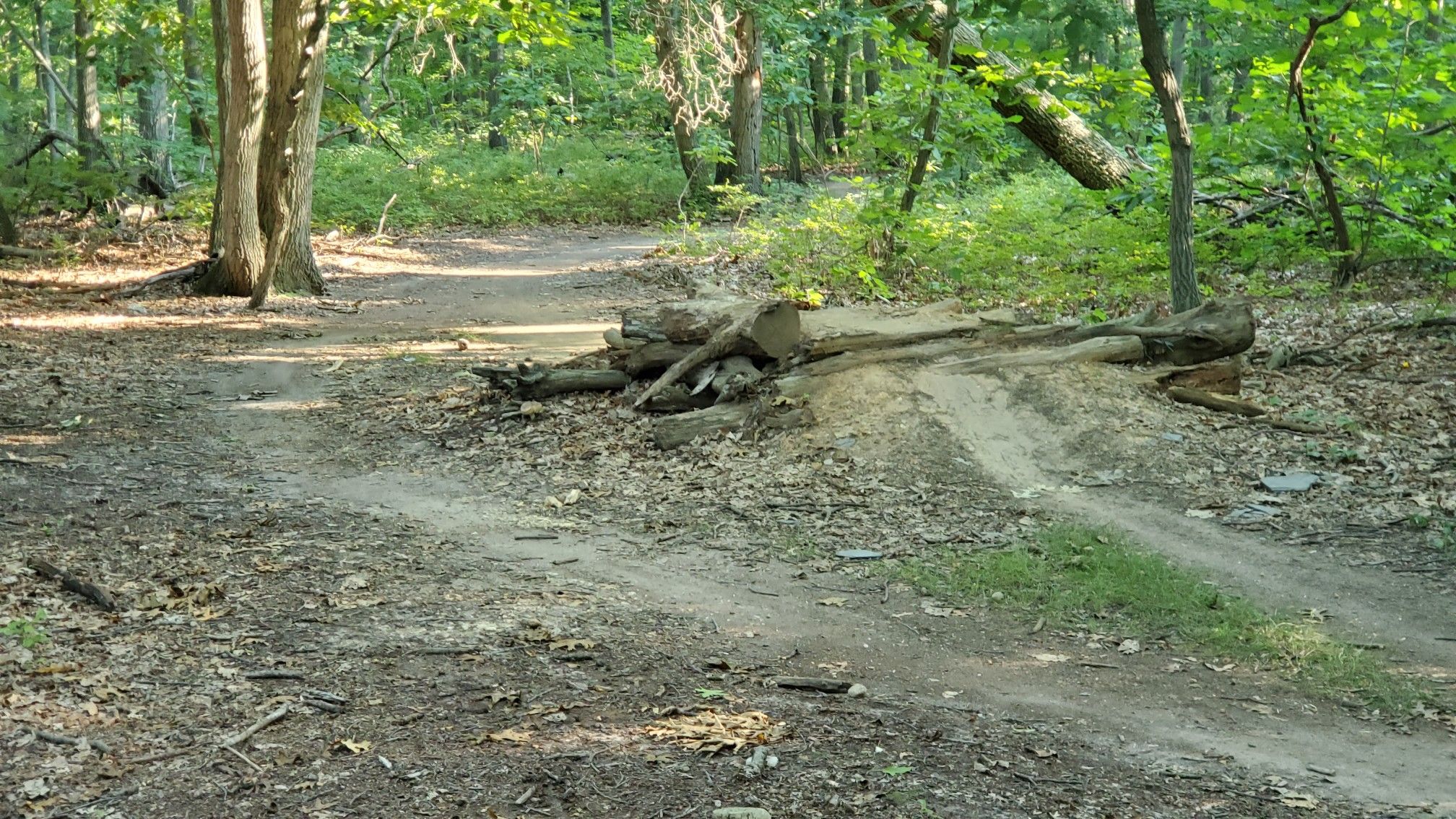 A log pile obstacle on a dirt trail in a sunny, green forest. - Blue Trail – Stillwell Entrance Sign loop from Syosset