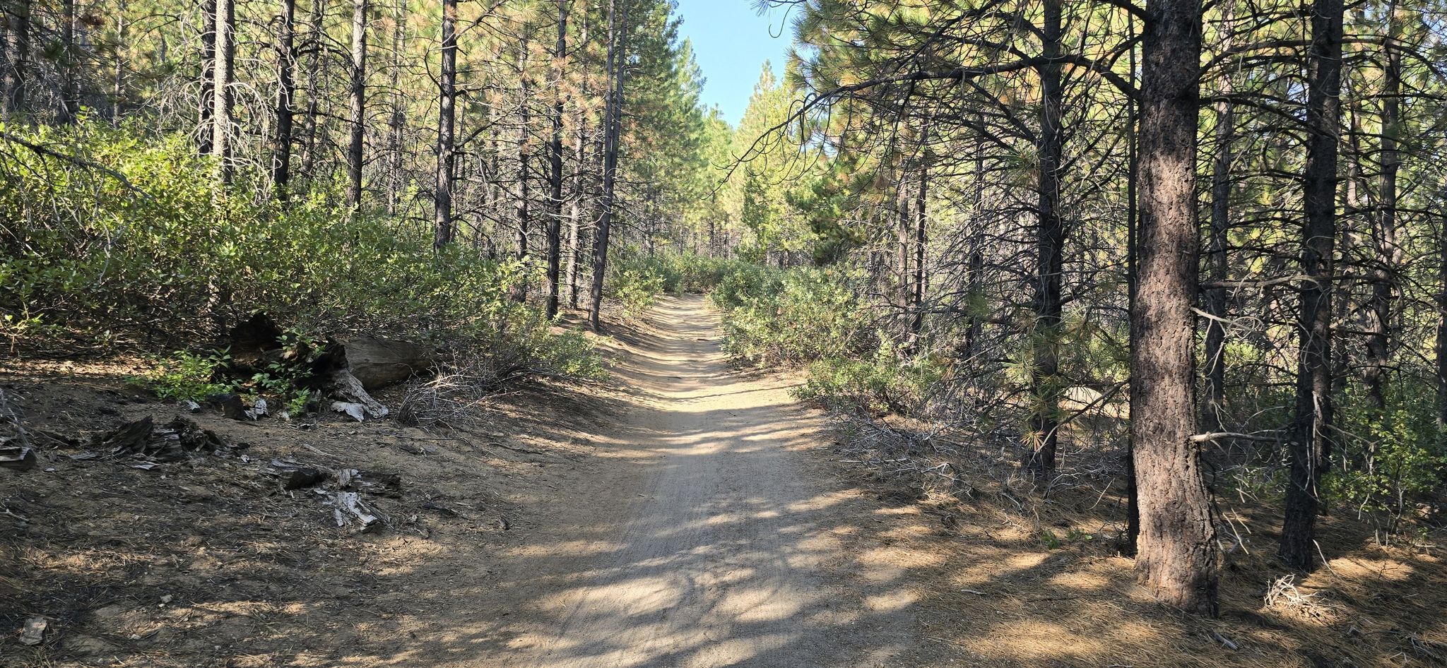 A dirt path winds through a sun-dappled pine forest. - Tumalo Falls – Tumalo Falls (Lower Viewpoint) loop from Summit High School