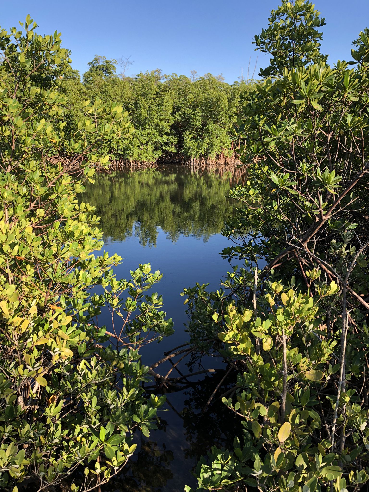 A serene water inlet framed by lush green trees under a clear blue sky. - South Trail