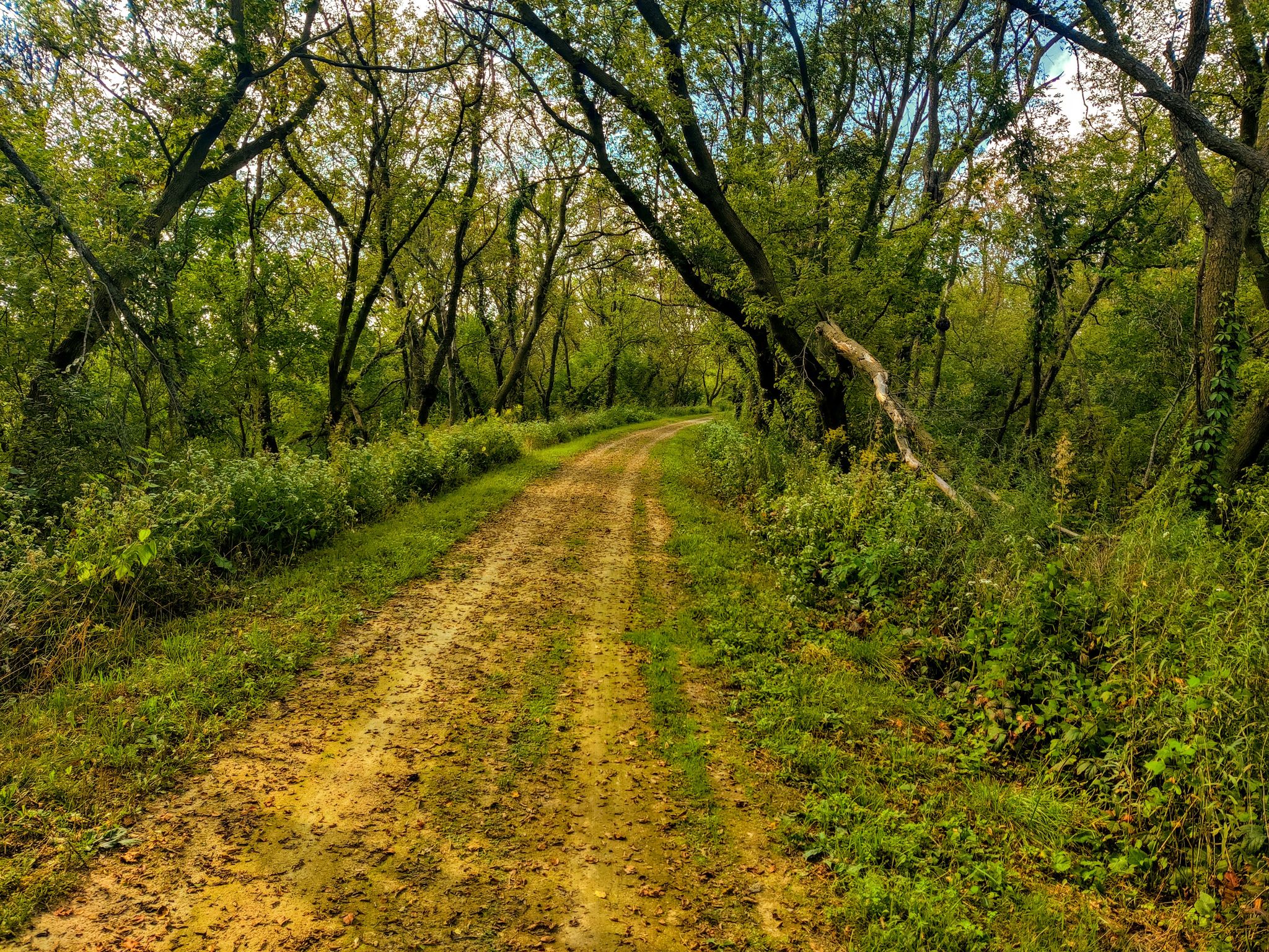 Winding dirt path through a lush green forest on a bright day. - Bunker Hill loop from Griffith Cemetery
