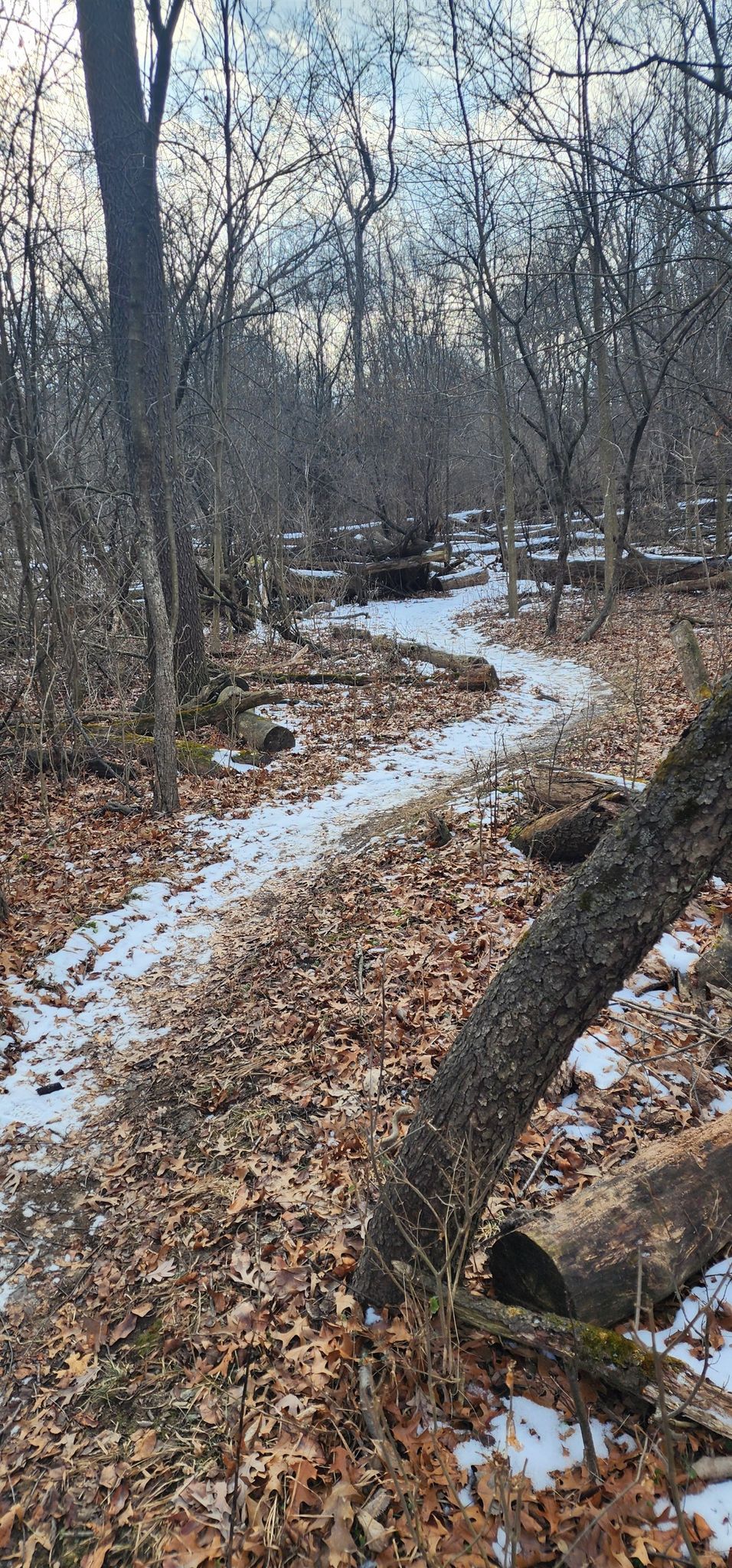Snowy path winding through a bare forest with fallen leaves, overcast. - Des Plaines River Trail and Campground Loop