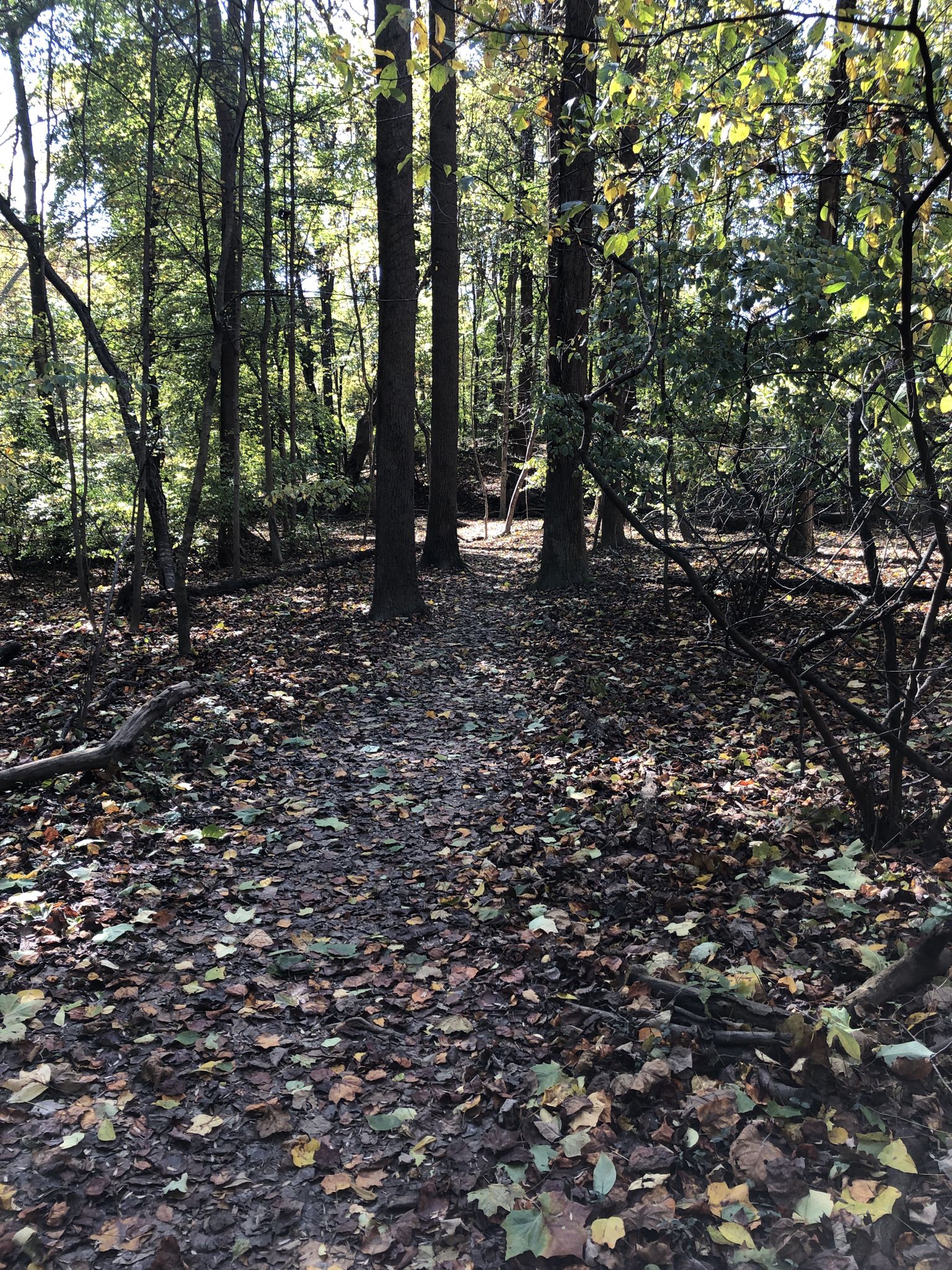 Forest path covered in autumn leaves, dappled sunlight filtering through trees. - Glover-Archbold Trail