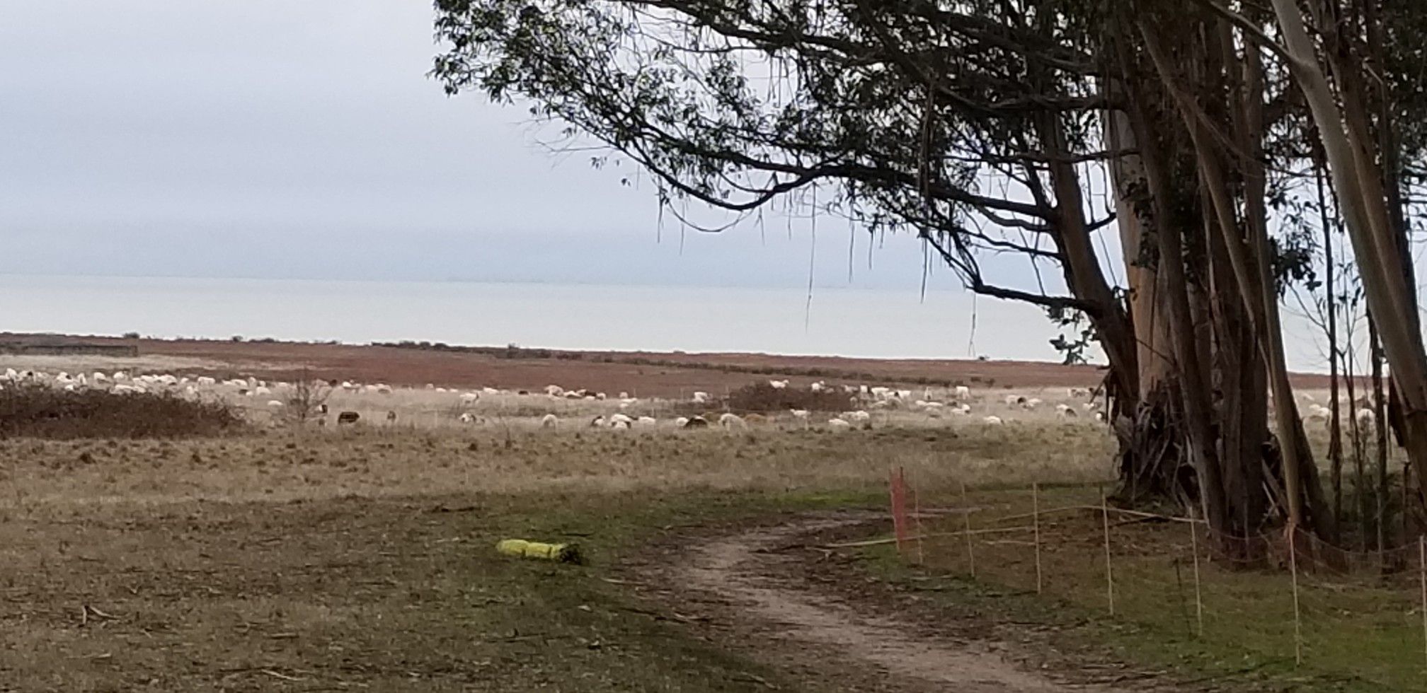 Dirt path, trees, and a field with many sheep under an overcast sky. - Marsh and Owl Alley Trail