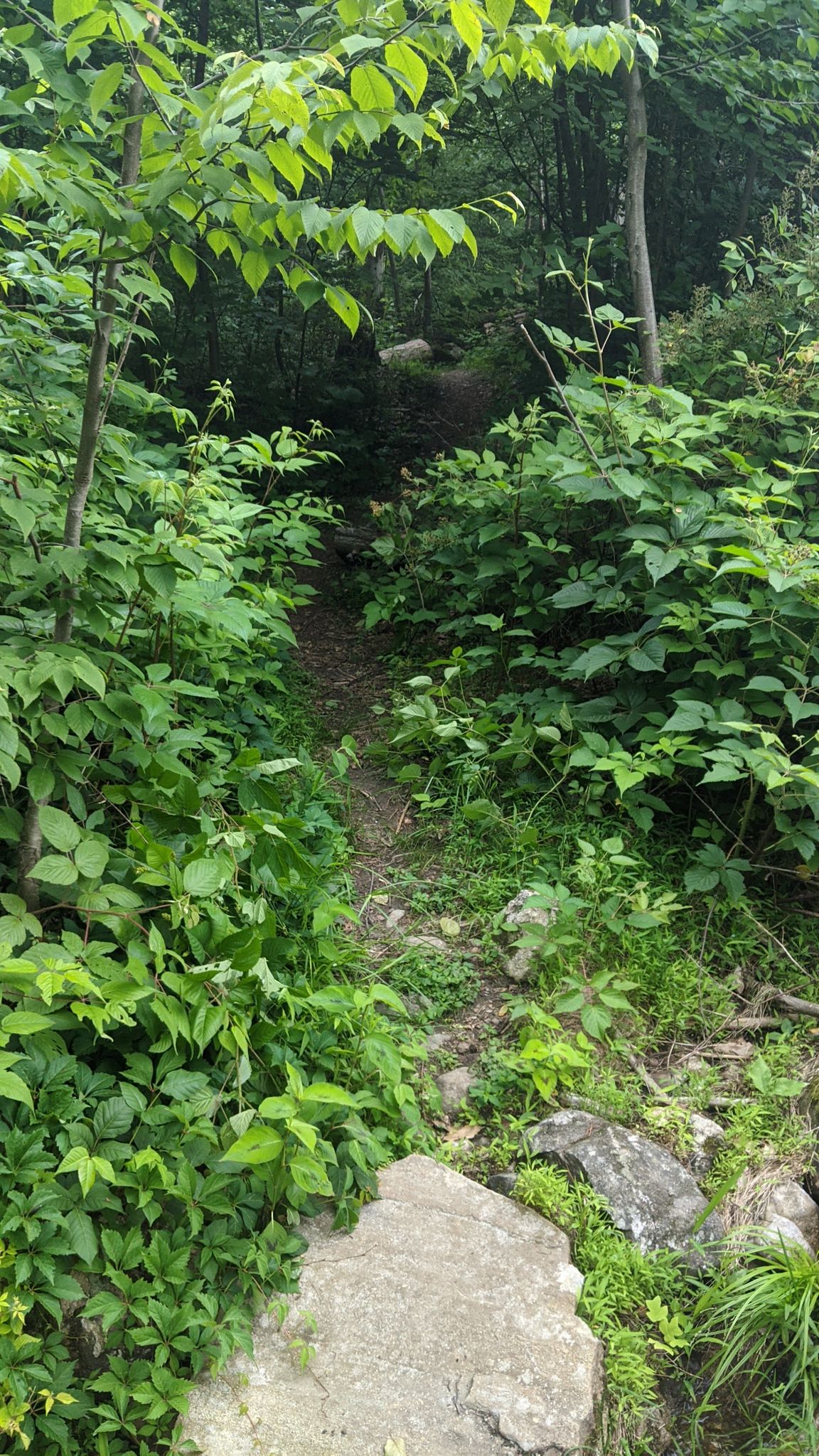Lush green foliage surrounds a winding dirt path in natural light. - Sugarloaf Hill and Osborne Loop