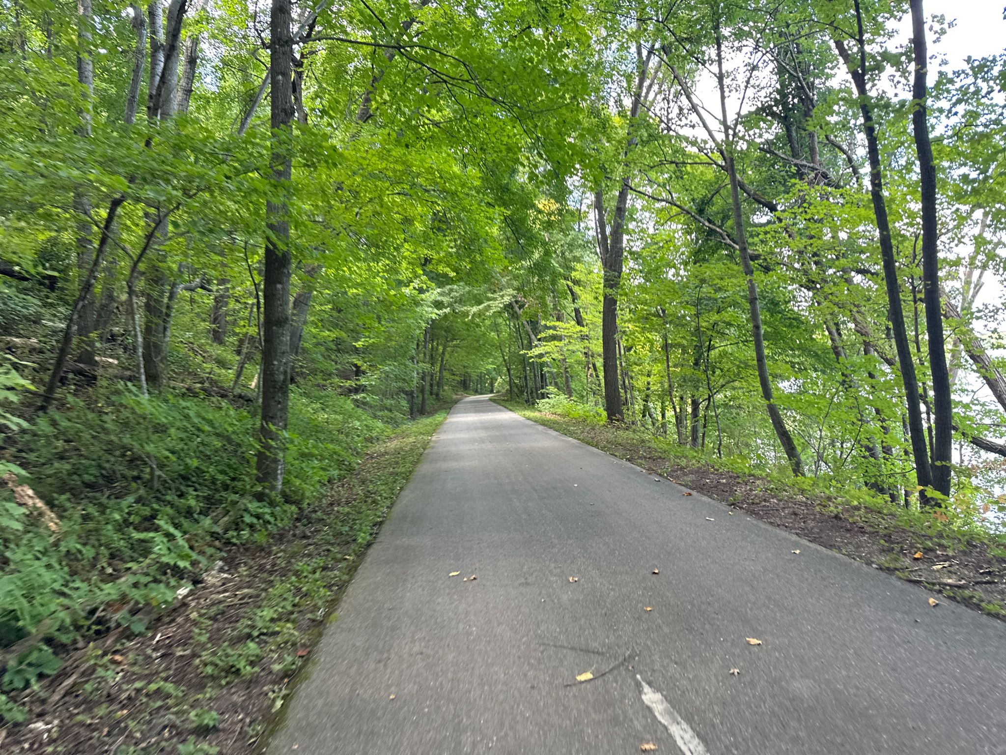 Paved path through a dense green forest on a bright day. - Sakatah Lake State Park loop from Waterville