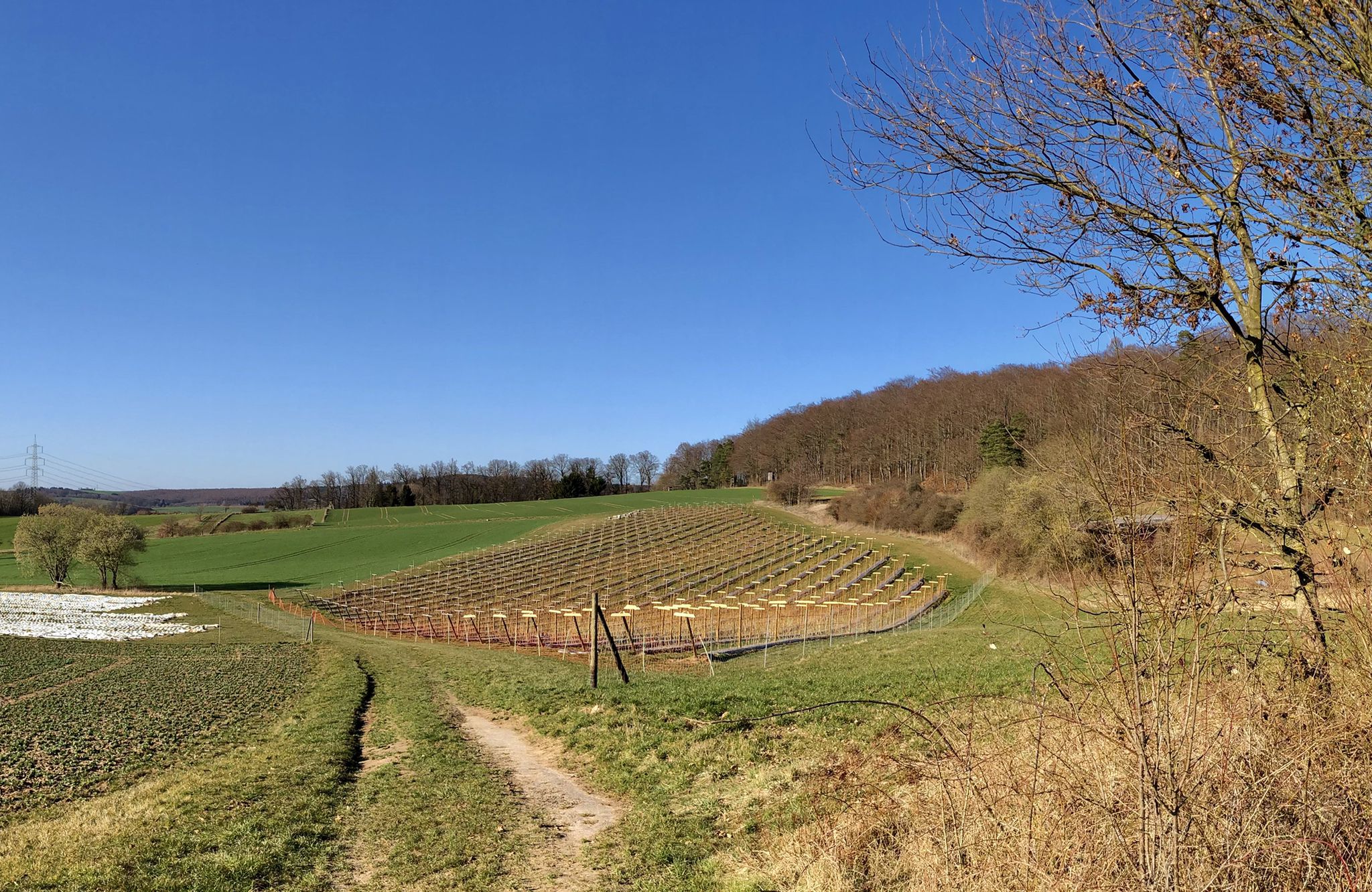 Himbeeren vom Bauer Würfel