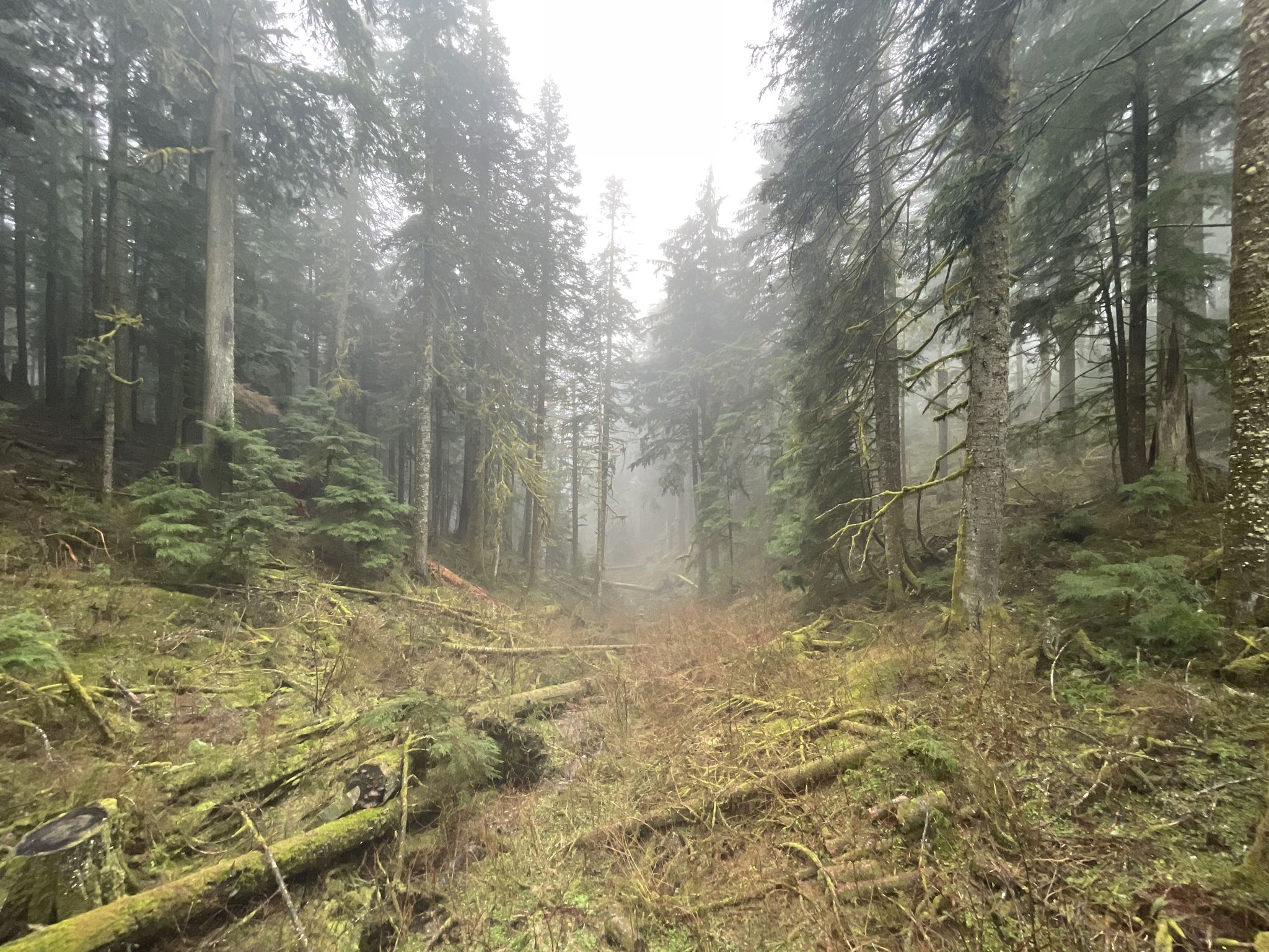 A foggy, overgrown forest path surrounded by tall pine trees and fallen logs. - Master Link and Predator Loop